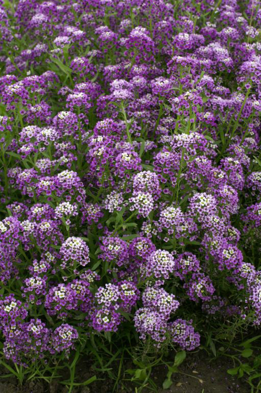 Nahaufnahme eines blühenden Beetes mit dicht stehenden kleinen violetten Blüten mit weißen Zentren als Bodendecker