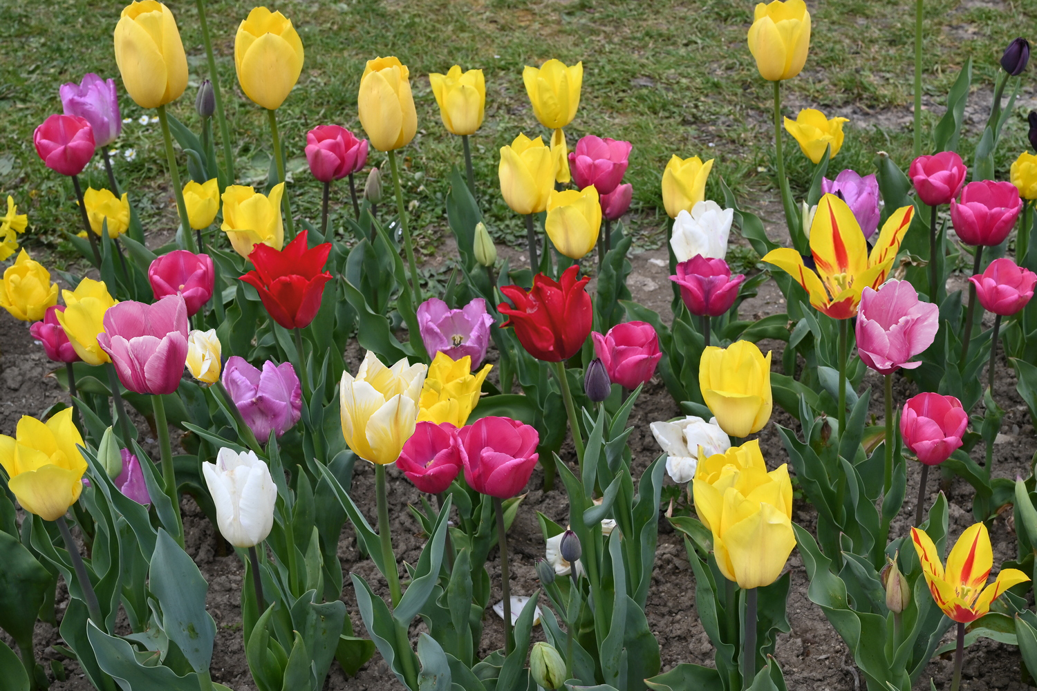 51010_Alea-Sophie_bearbeitet Buntes Tulpenbeet mit gelben, roten, rosa, weißen und violetten Tulpen in voller Blüte, aufgenommen im Frühjahr