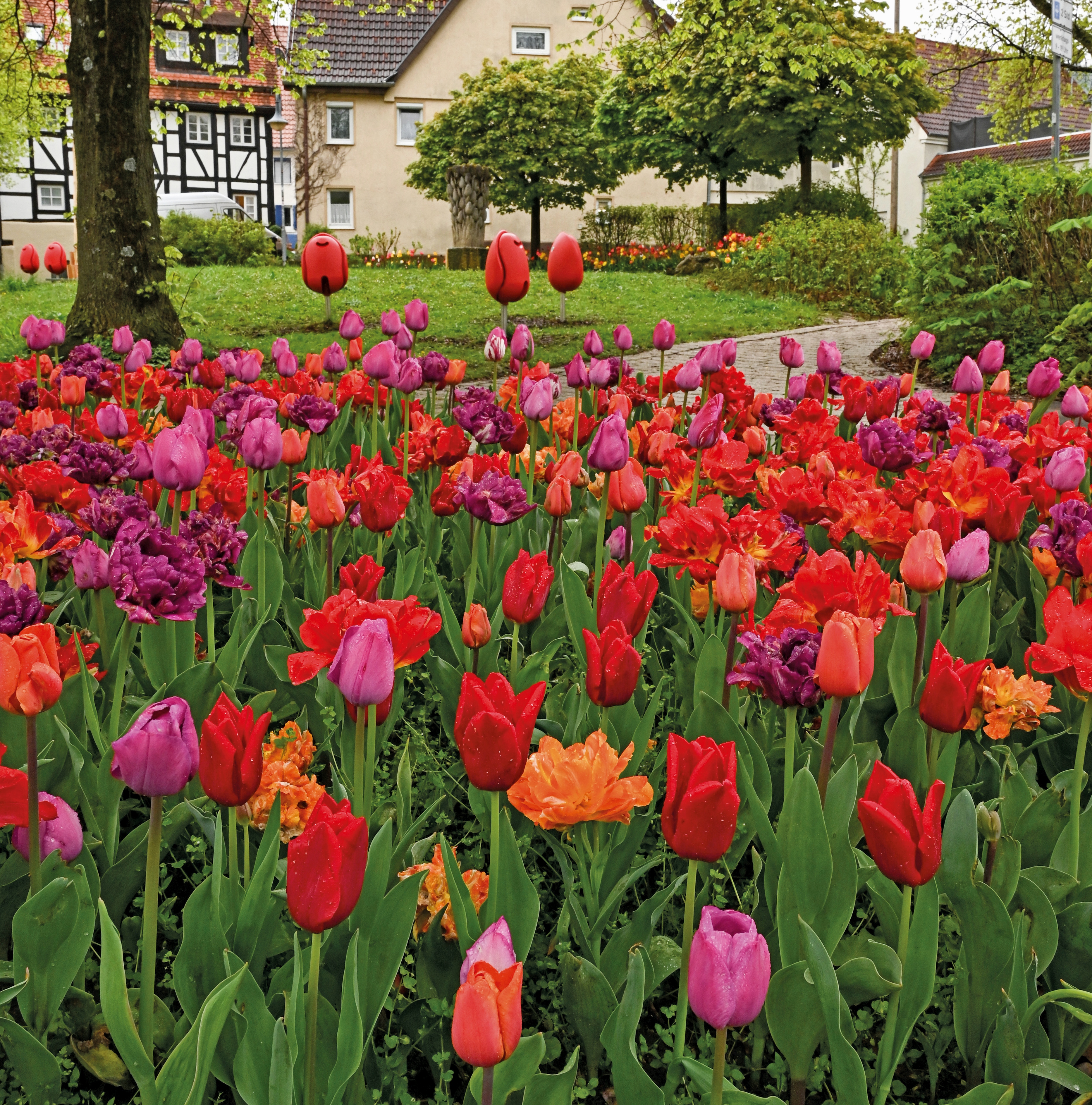 Buntes Tulpenbeet in Nahaufnahme mit roten, violetten und orangen Tulpen; im Hintergrund Weg, Bäume und ein Fachwerkhaus
