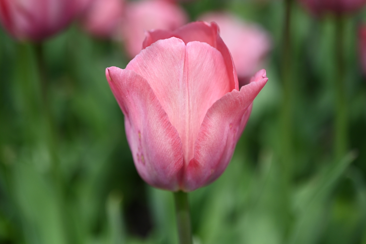 Nahaufnahme einer rosa Tulpe mit zarten Blütenblättern vor grünem, unscharfem Hintergrund