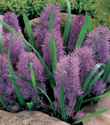 58017_Muscari comosum plumosum Nahaufnahme von violetten, fransigen Blütenständen einer Zwiebelpflanze zwischen schmalen grünen Blättern und Steinen im Steingarten