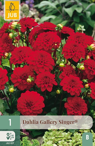 Gallery-Dahlie Singer