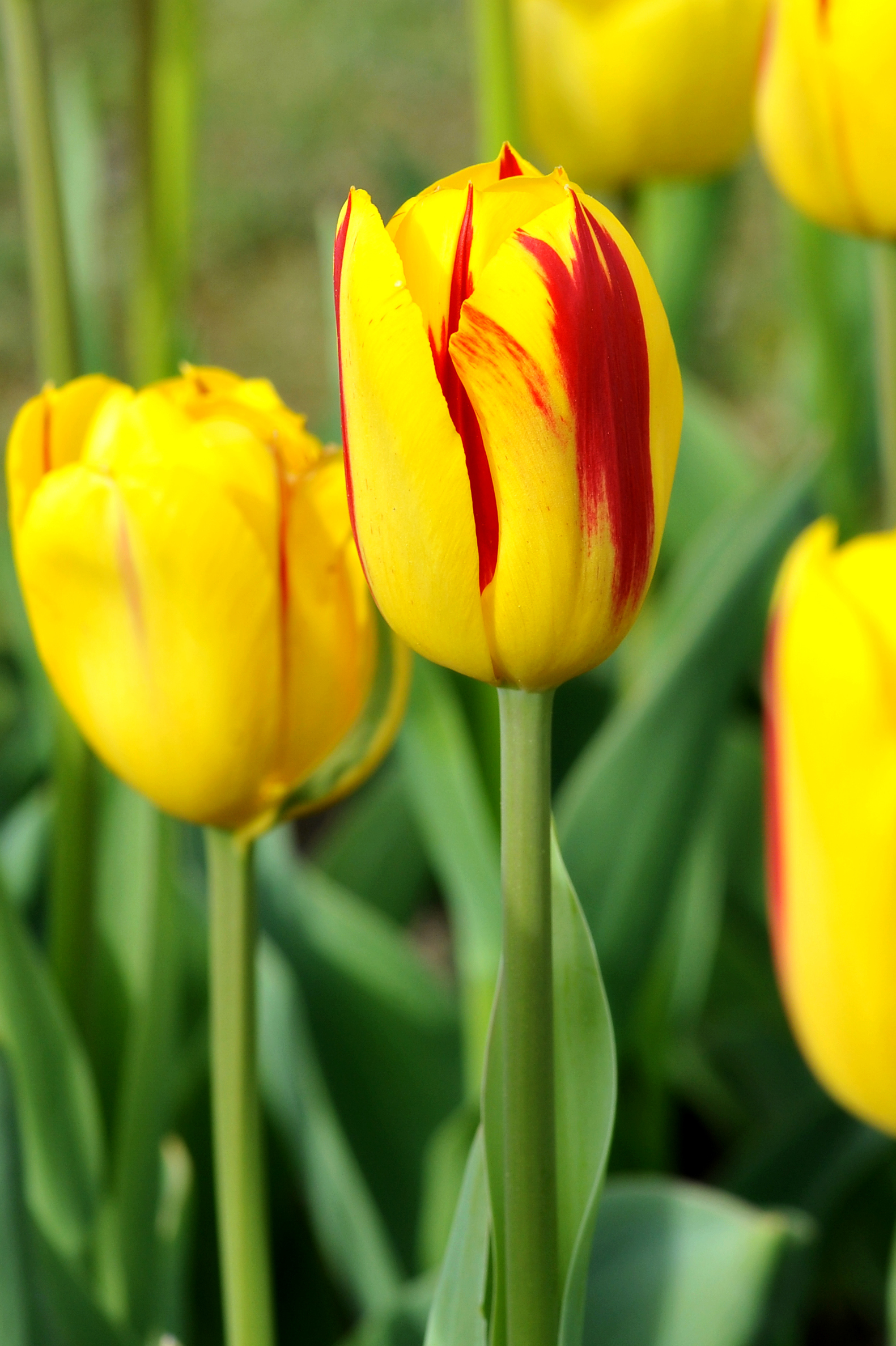 Nahaufnahme einer gelben Tulpe mit roten Streifen im Blumenbeet