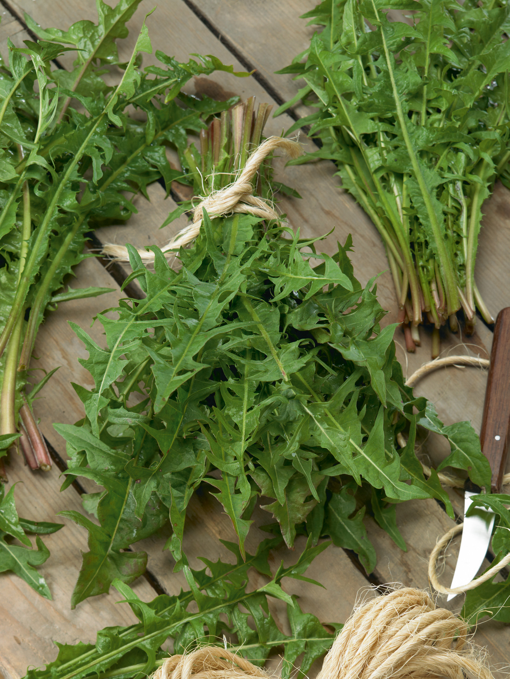 Frisch geerntete Löwenzahnblätter als vitaminreiches Gemüse, gebündelt auf Holztisch – ideal für Salat und Küche, Profi-Qualität von Samen-Fetzer
