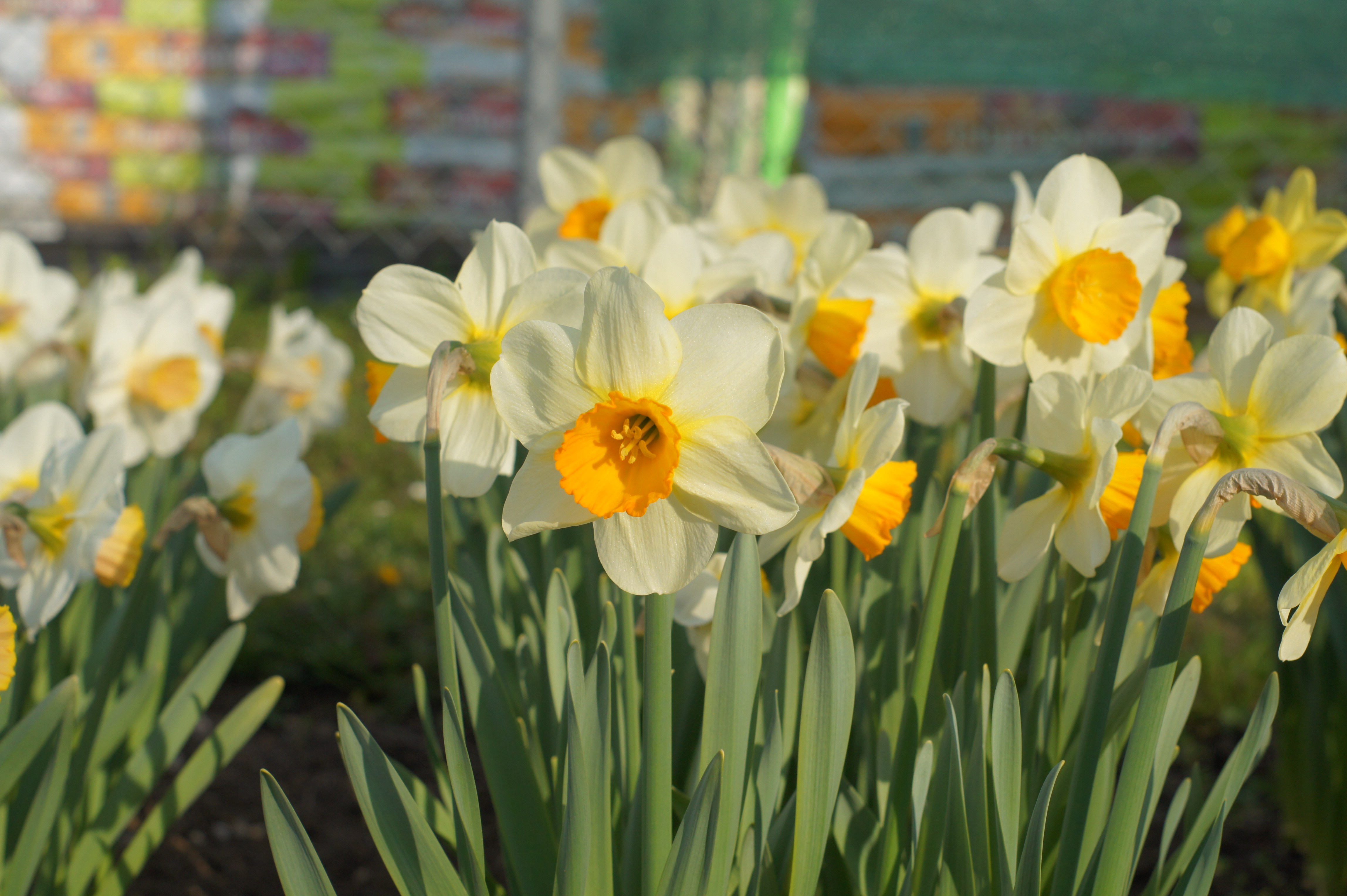 Nahaufnahme von Narzissen mit weißen Blütenblättern und orangegelber Krone in einem sonnigen Blumenbeet