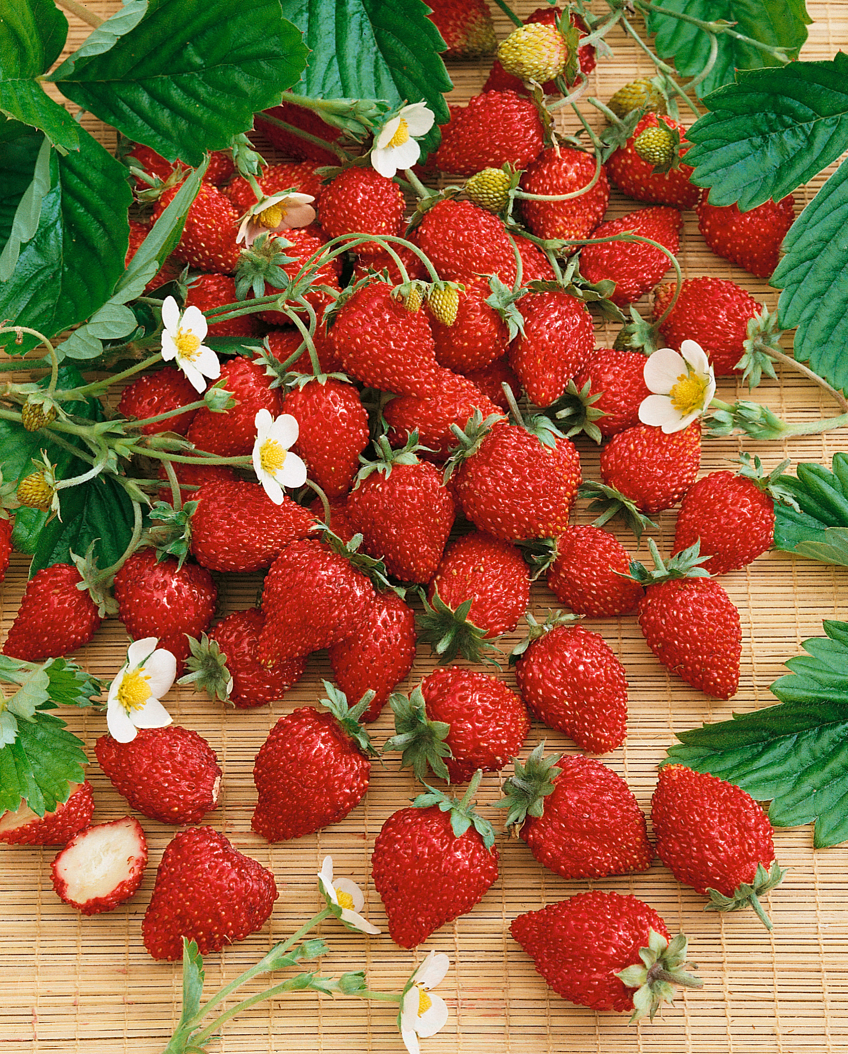 92210_Monatserdbeeren, Walderdbeeren Nahaufnahme von frischen roten Walderdbeeren mit grünen Blättern und weißen Blüten auf einer Bambusmatte, einige Früchte halbiert