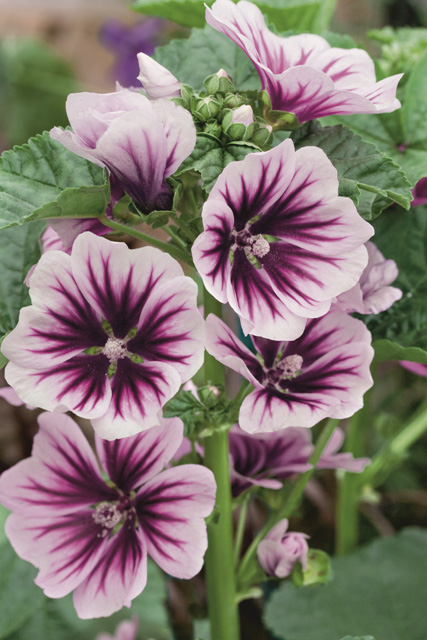 Nahaufnahme von rosa-weißen Malvenblüten mit dunkelvioletten Adern und grünen Blättern