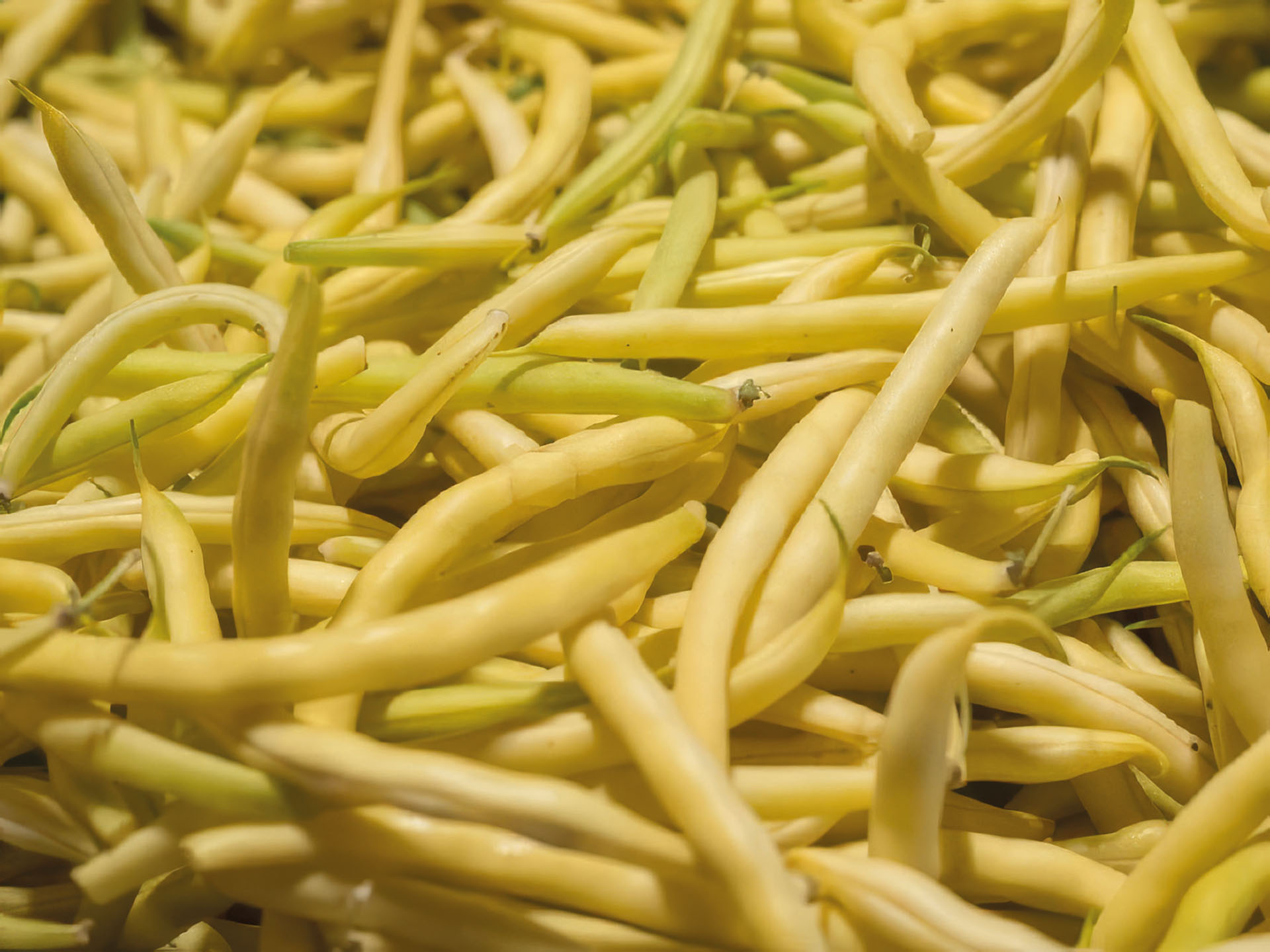 Buschbohne Berggold