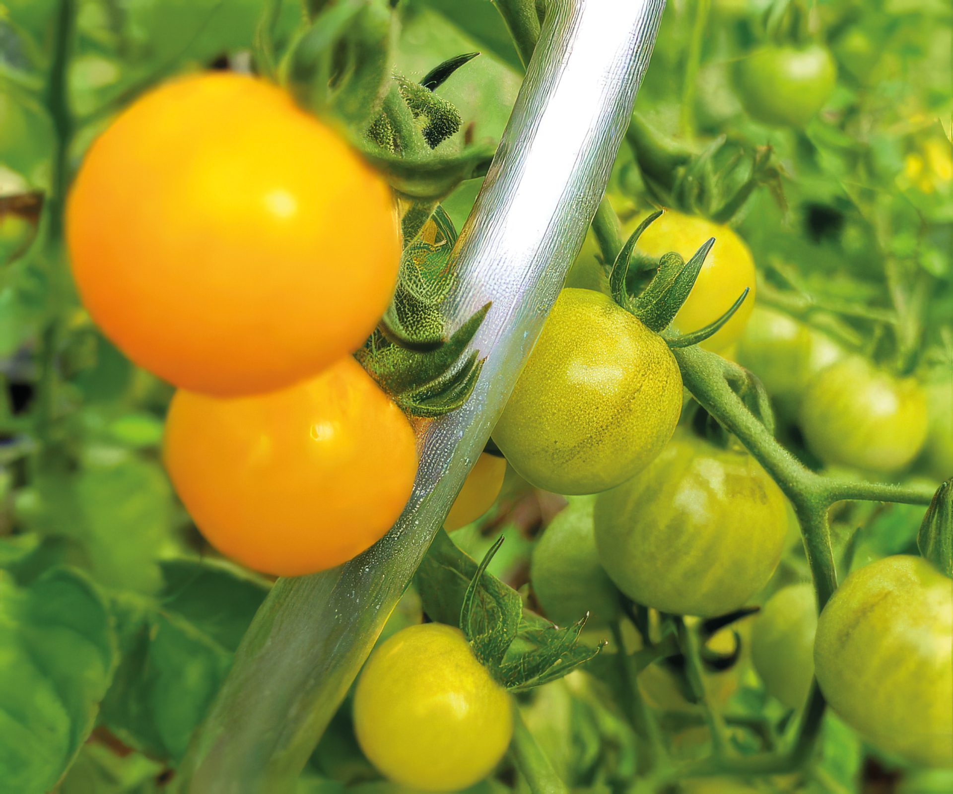 Bolivianische Obsttomate