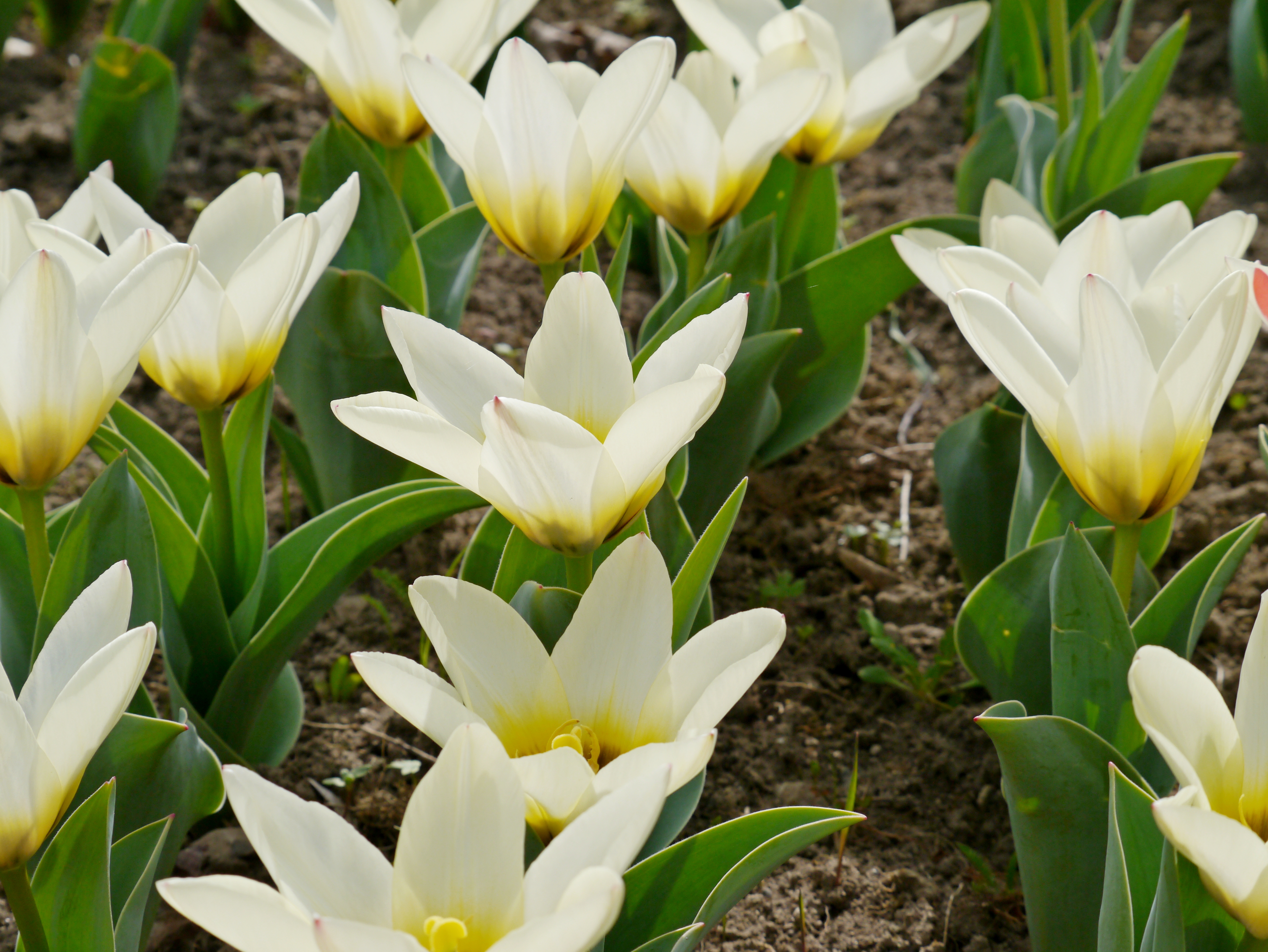 Nahaufnahme mehrerer weißer Tulpen mit gelbem Unterton im Blumenbeet; grüne Blätter und braune Erde im Hintergrund