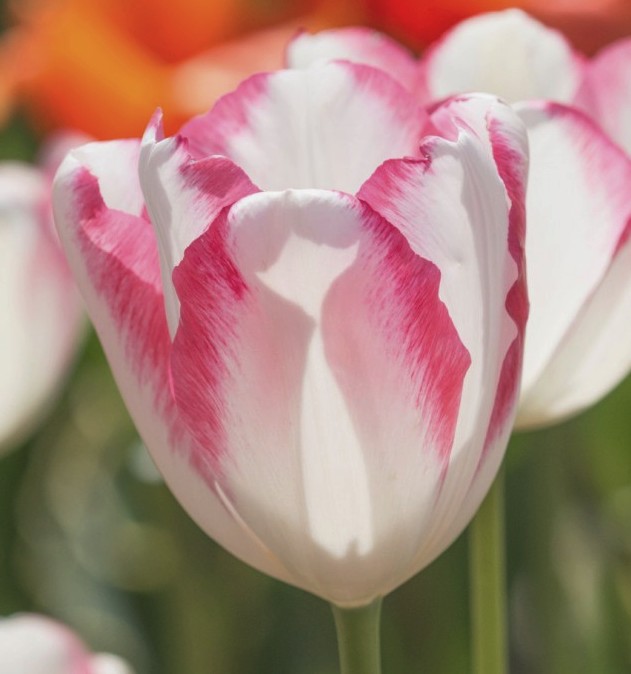 Triumph-Tulpen Graceland