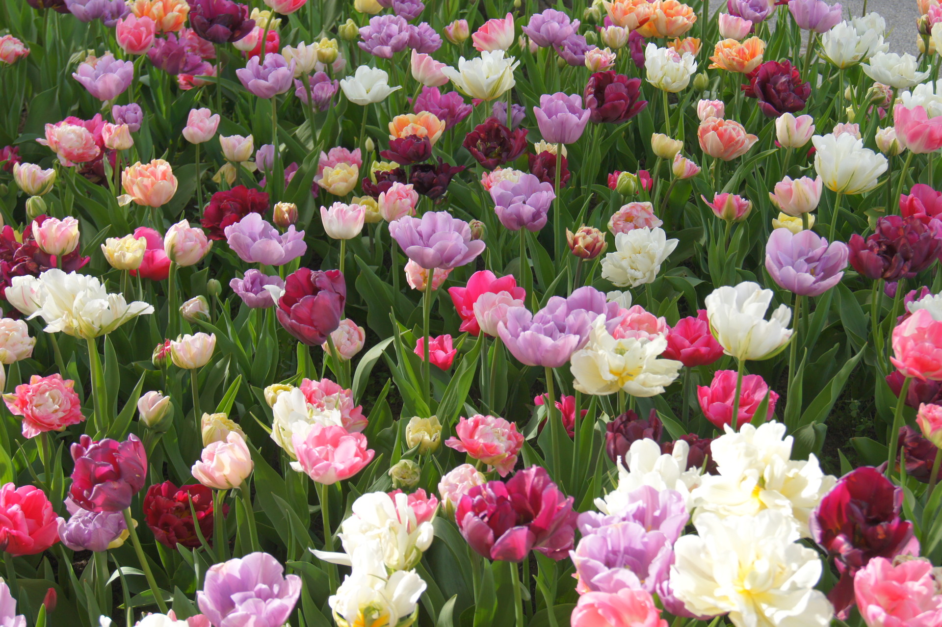 Tulpen-Mischung  Petra Durst Benning
