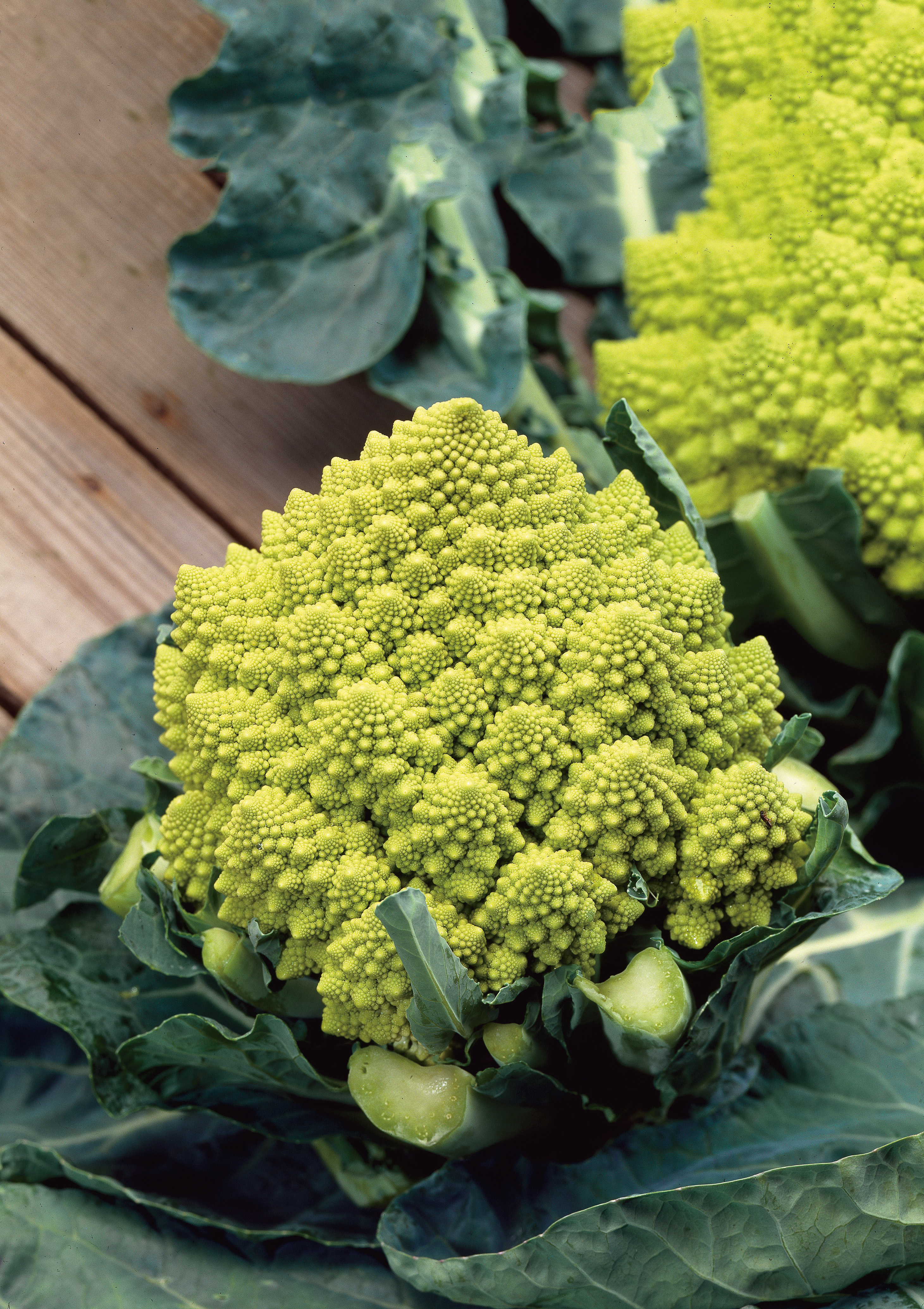 Romanesco Minaret-Blumenkohl