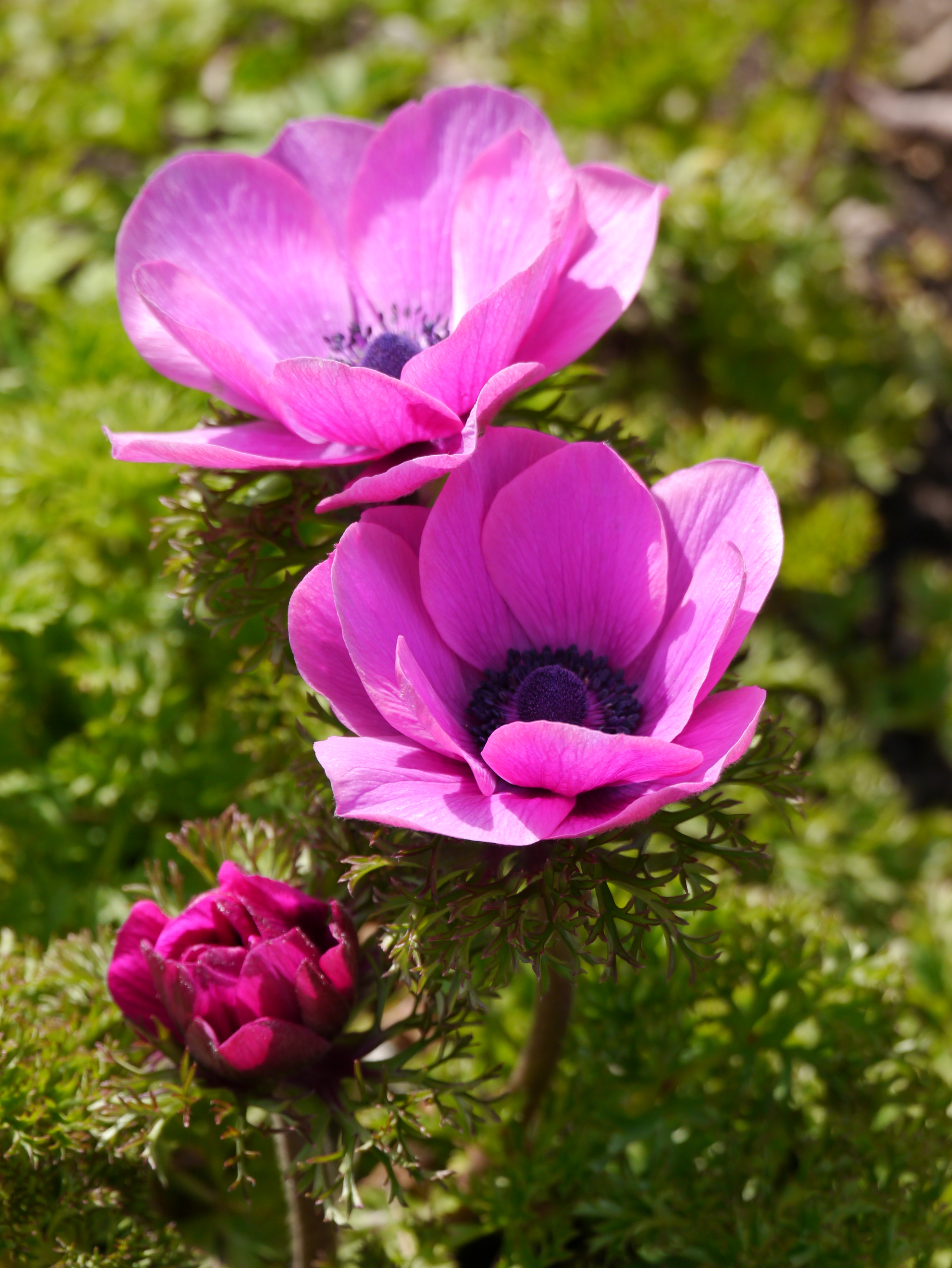 Nahaufnahme zweier pinker Anemonenblüten mit dunklem Zentrum und feingliedrigen grünen Blättern im Hintergrund