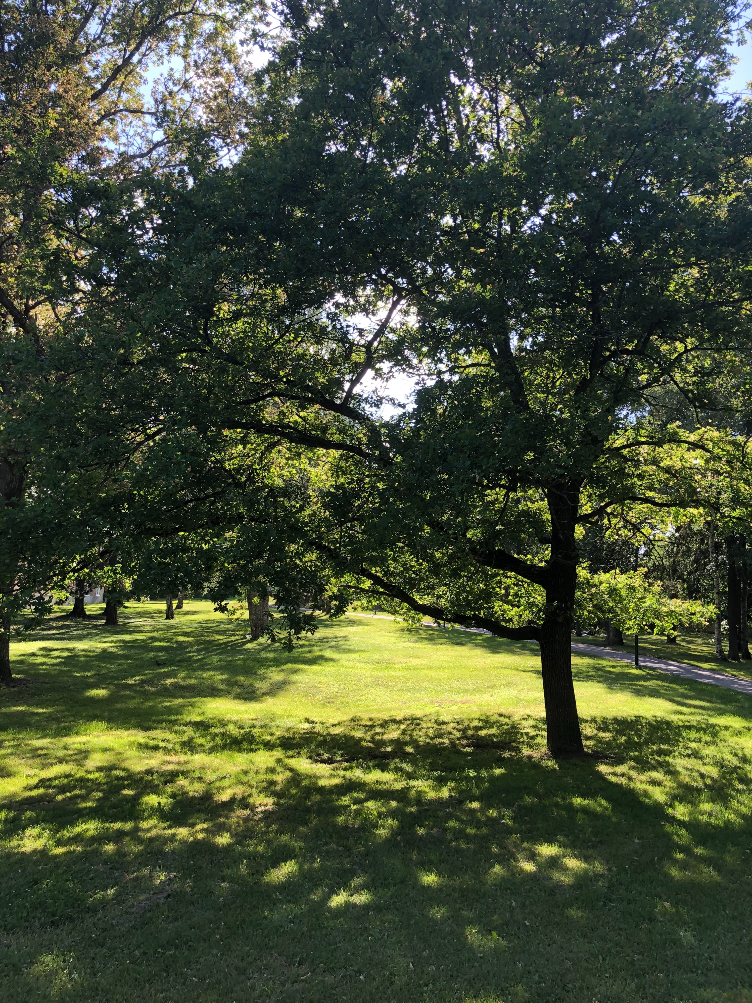 98942_Schattenrasen Sonnendurchfluteter Park mit saftig grüner Wiese und einem großen Laubbaum im Vordergrund, Sonnenlicht fällt durch die Äste und erzeugt Schattenmuster auf dem Gras