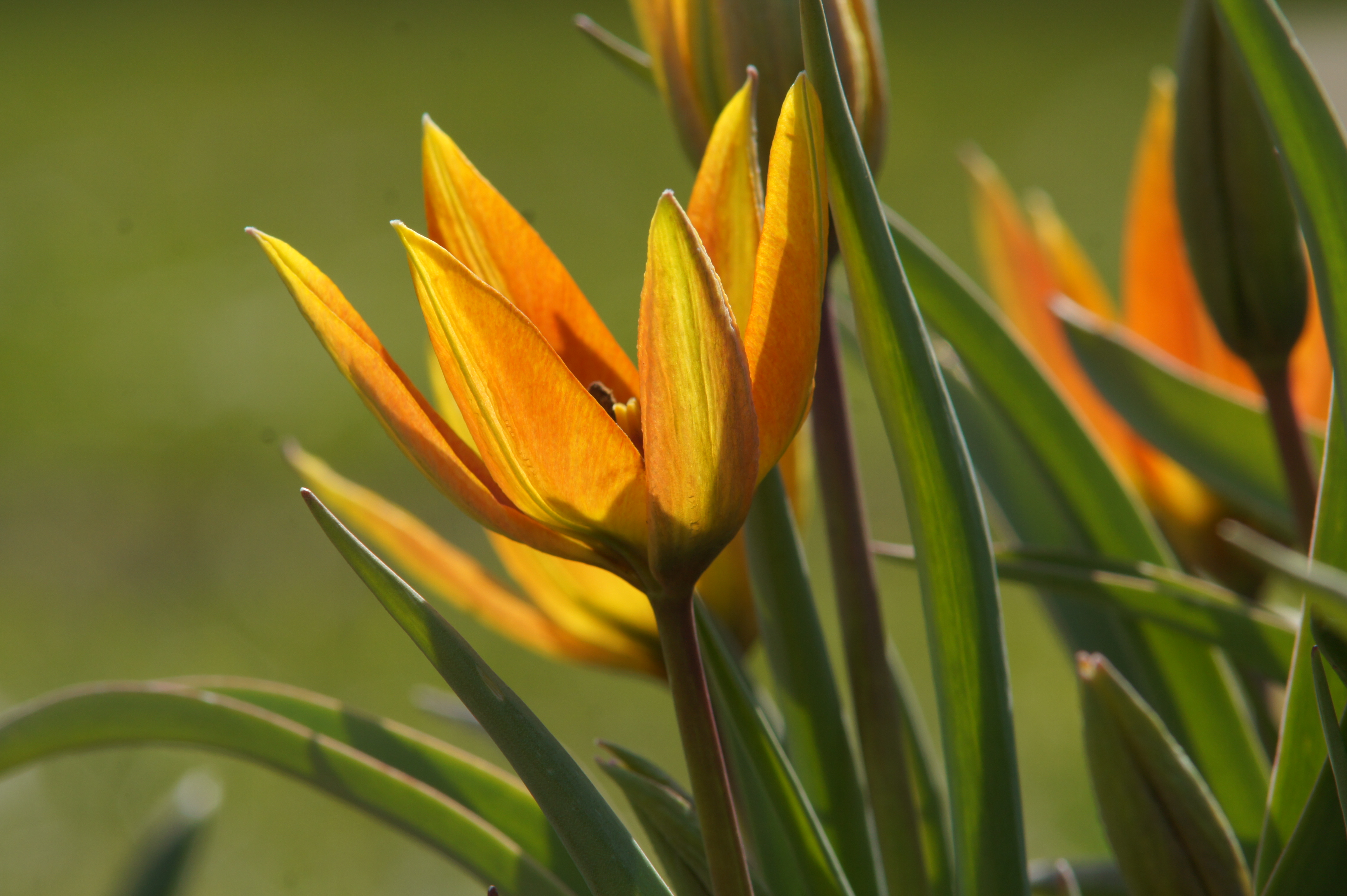 Orange-gelbe Tulpenblüte in Nahaufnahme, spitze Blütenblätter und lange grüne Blätter vor grünem, unscharfem Hintergrund
