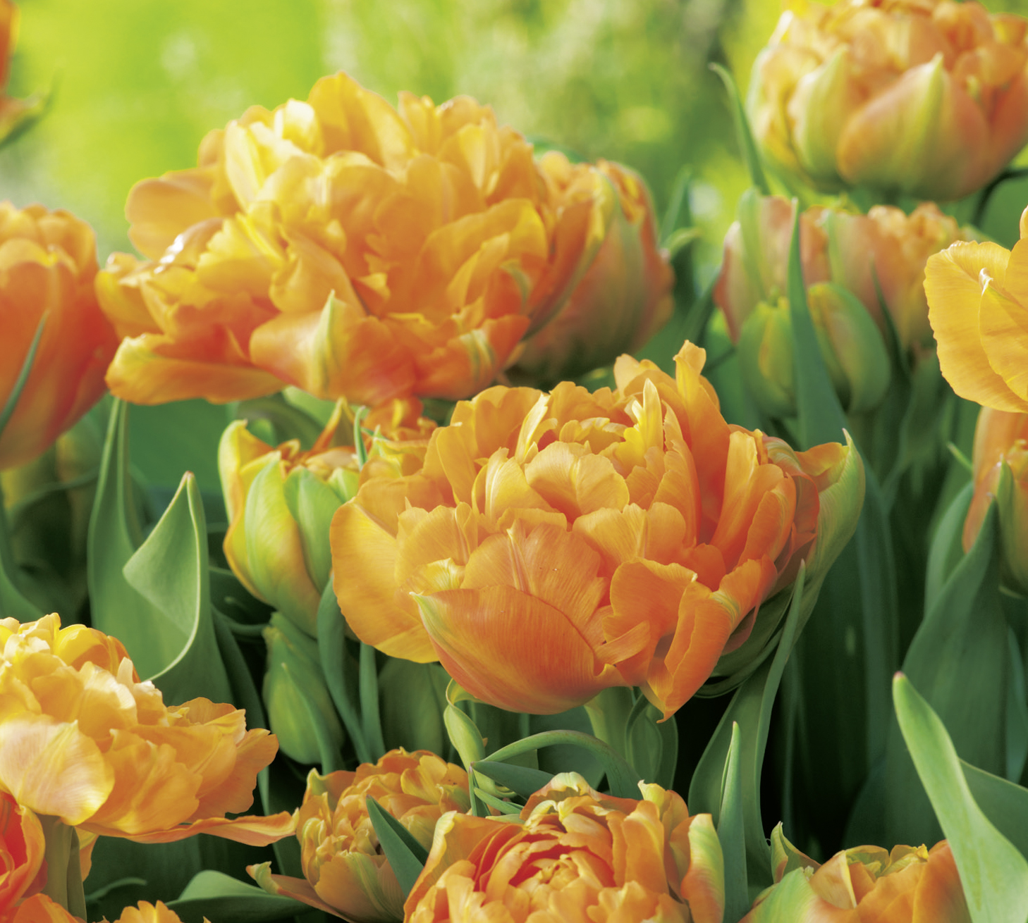 52084_Gef. frühe Tulpen Orca FM Nahaufnahme gefüllter, orangefarbener Tulpen (pfingstrosenblütig) mit grünen Blättern im Frühlingsbeet