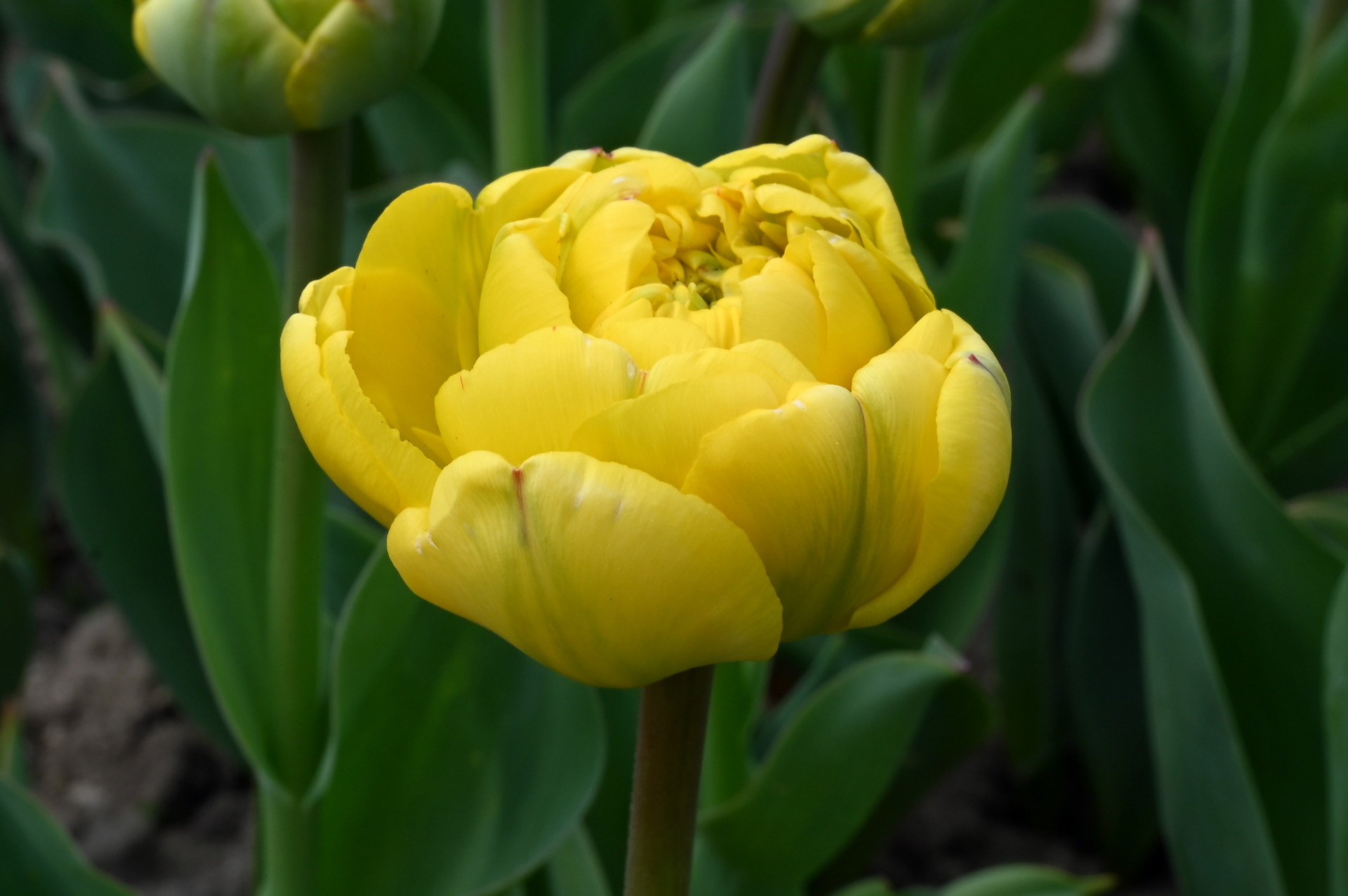Nahaufnahme der gefüllten späten Tulpe Akebono mit dicht gefüllten, zartgelben Blütenblättern im Frühlingsgarten – elegante Tulpenblüte online kaufen