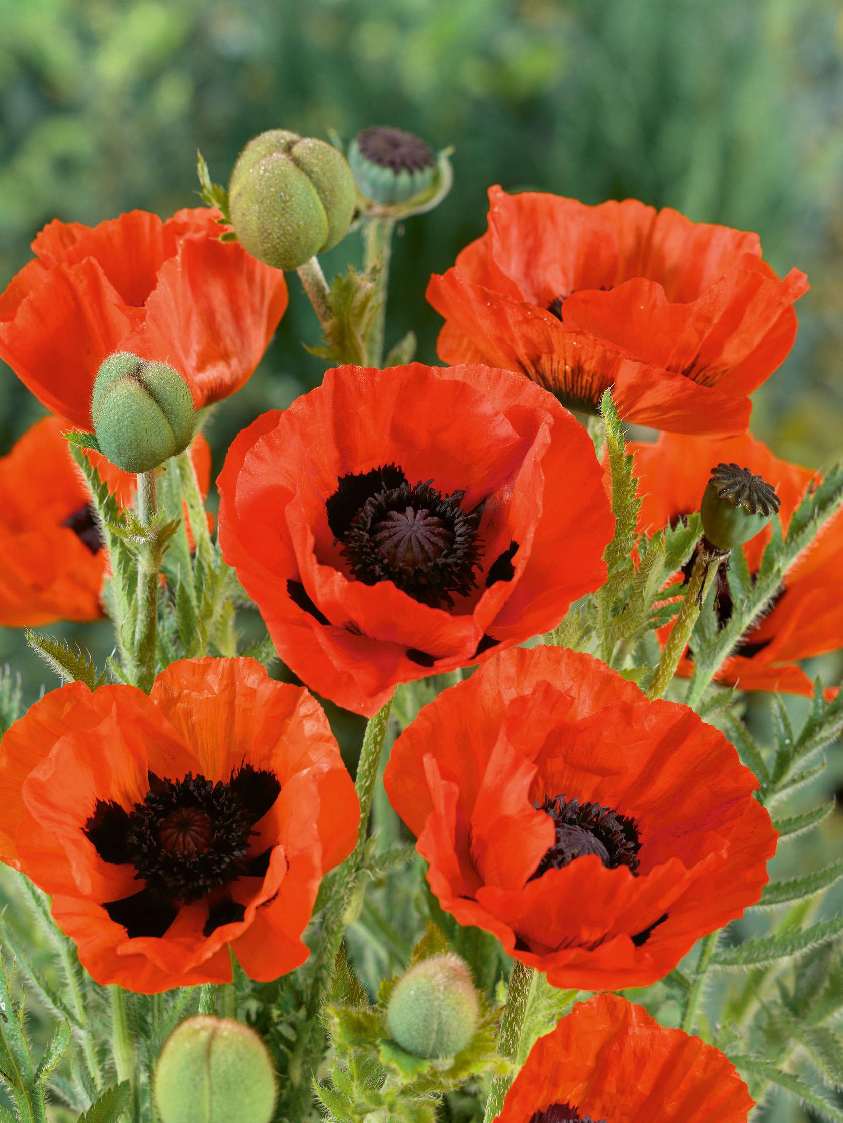 Nahaufnahme von leuchtend roten Klatschmohnblüten (Papaver) mit schwarzem Zentrum und grünen Knospen