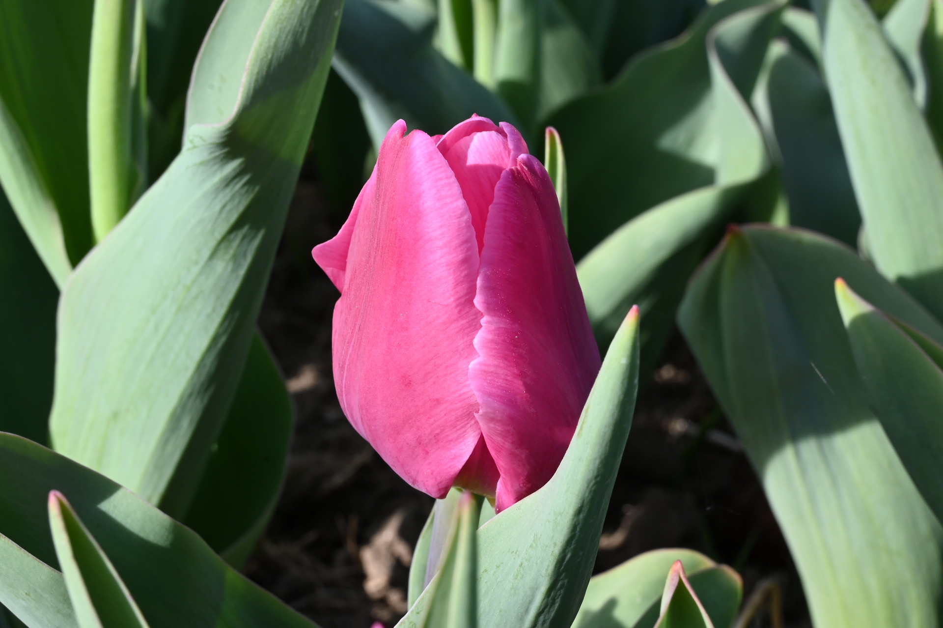 Triumph-Tulpen Molto Amata