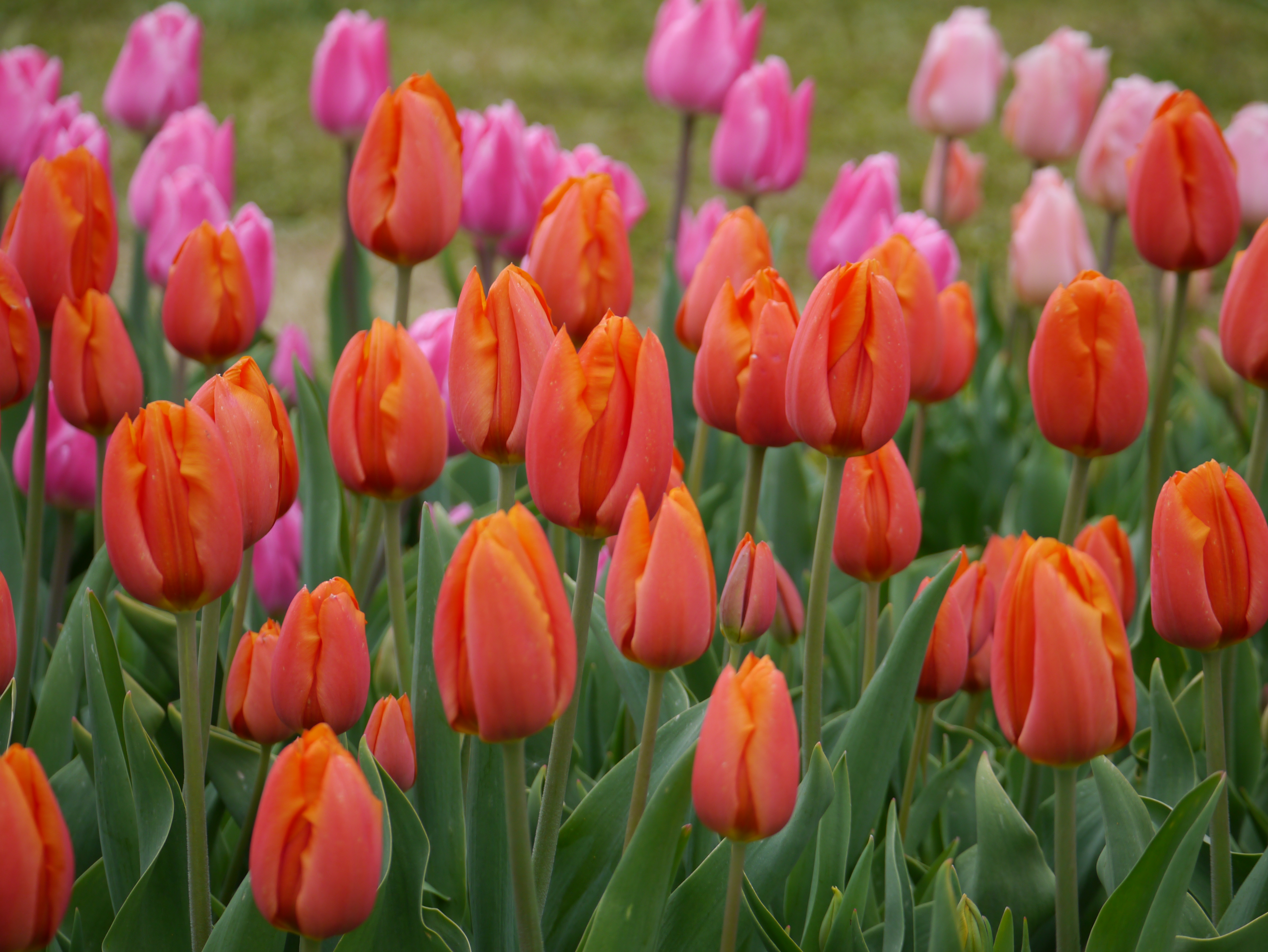 Nahaufnahme von orange-roten Tulpen in einem Beet, rosa Tulpen unscharf im Hintergrund