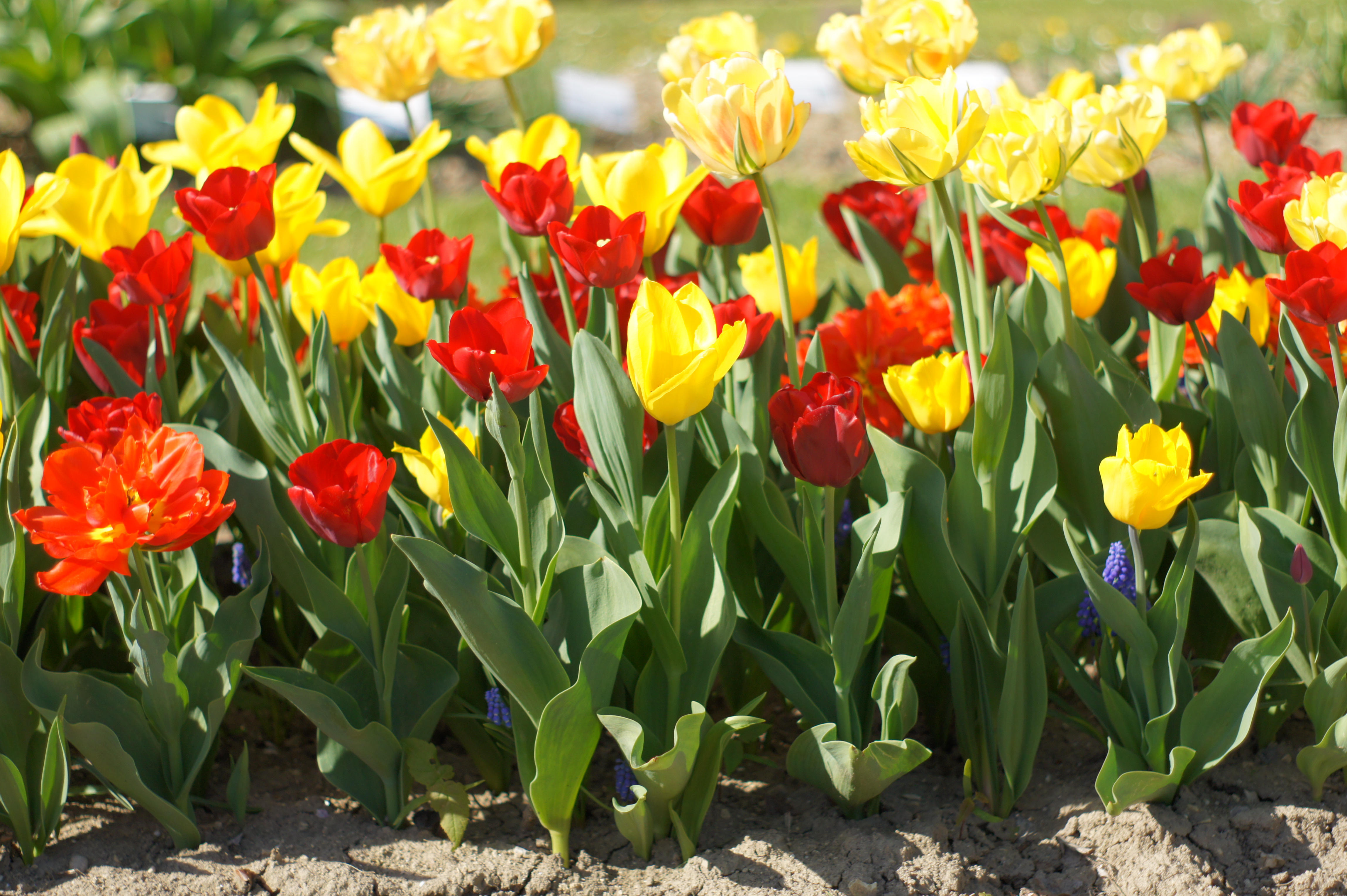 Buntes Tulpenbeet mit roten, gelben und orangefarbenen Tulpen im Sonnenlicht