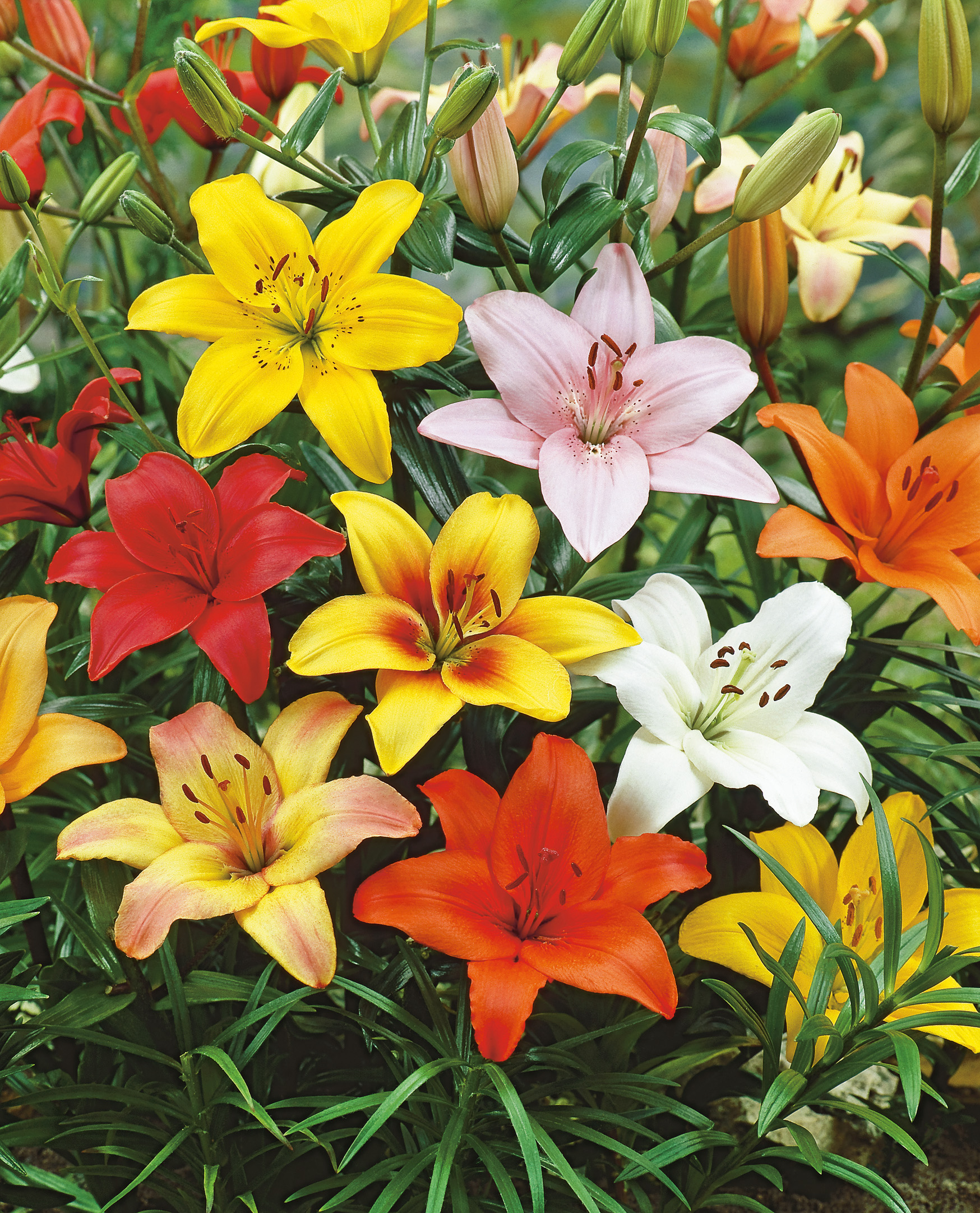 Nahaufnahme bunter Lilien im Beet mit roten, gelben, orangen, rosa und weißen Blüten sowie grünem Laub