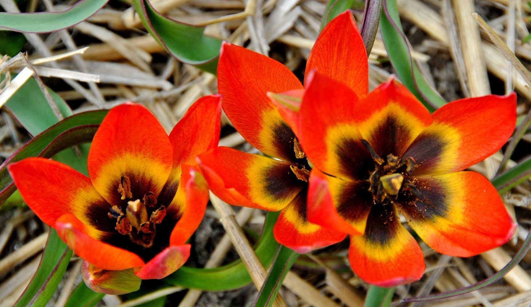Tulipa Little Princess, niedrige Wildtulpe mit leuchtend orangeroten Blüten, gelbem Rand und schwarzem Herz, ideal für den Frühlingsgarten von März bis April