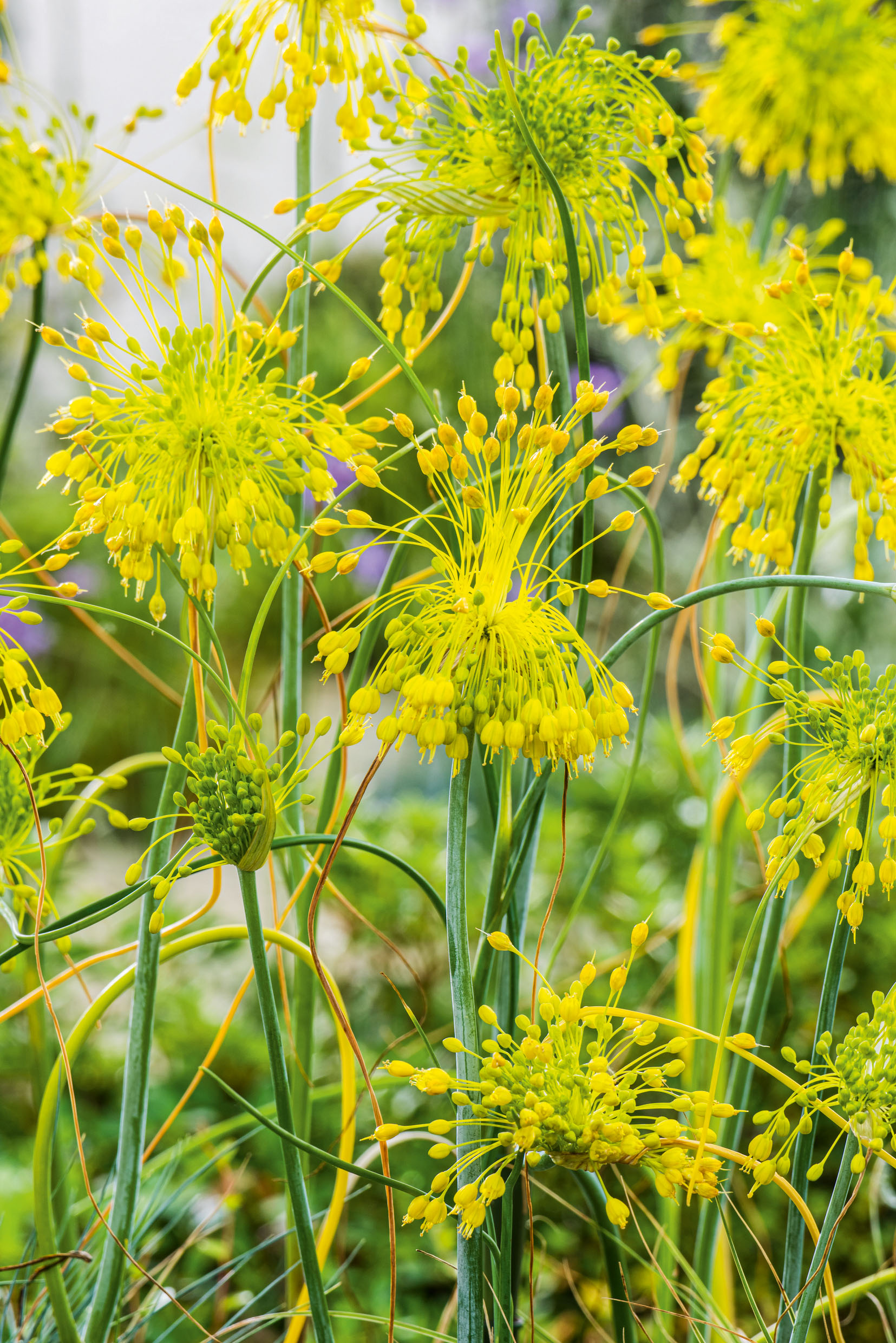 Allium flavum