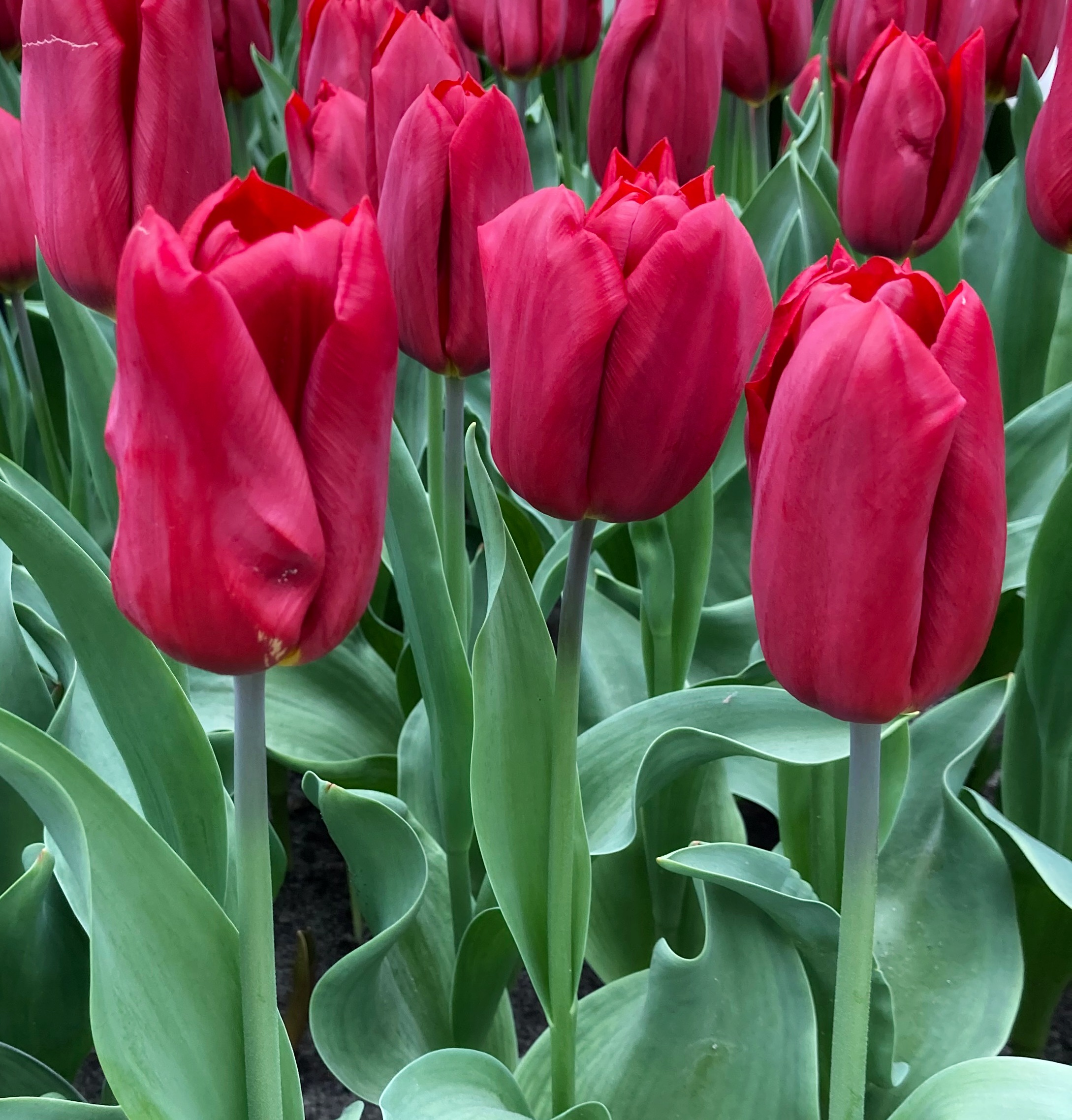 Mehrere rote Triumph-Tulpen „Strong Love“ mit eleganter Blütenform und stabilem Stiel im Beet – ideal für Garten, Rabatten, Töpfe und Balkonkästen.