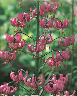 50119_Lilium martagon Nahaufnahme einer Türkenbund-Lilie mit mehreren rosa bis pinken, zurückgebogenen, turbanförmigen Blüten entlang eines hohen Stängels vor unscharf grünem Gartenhintergrund