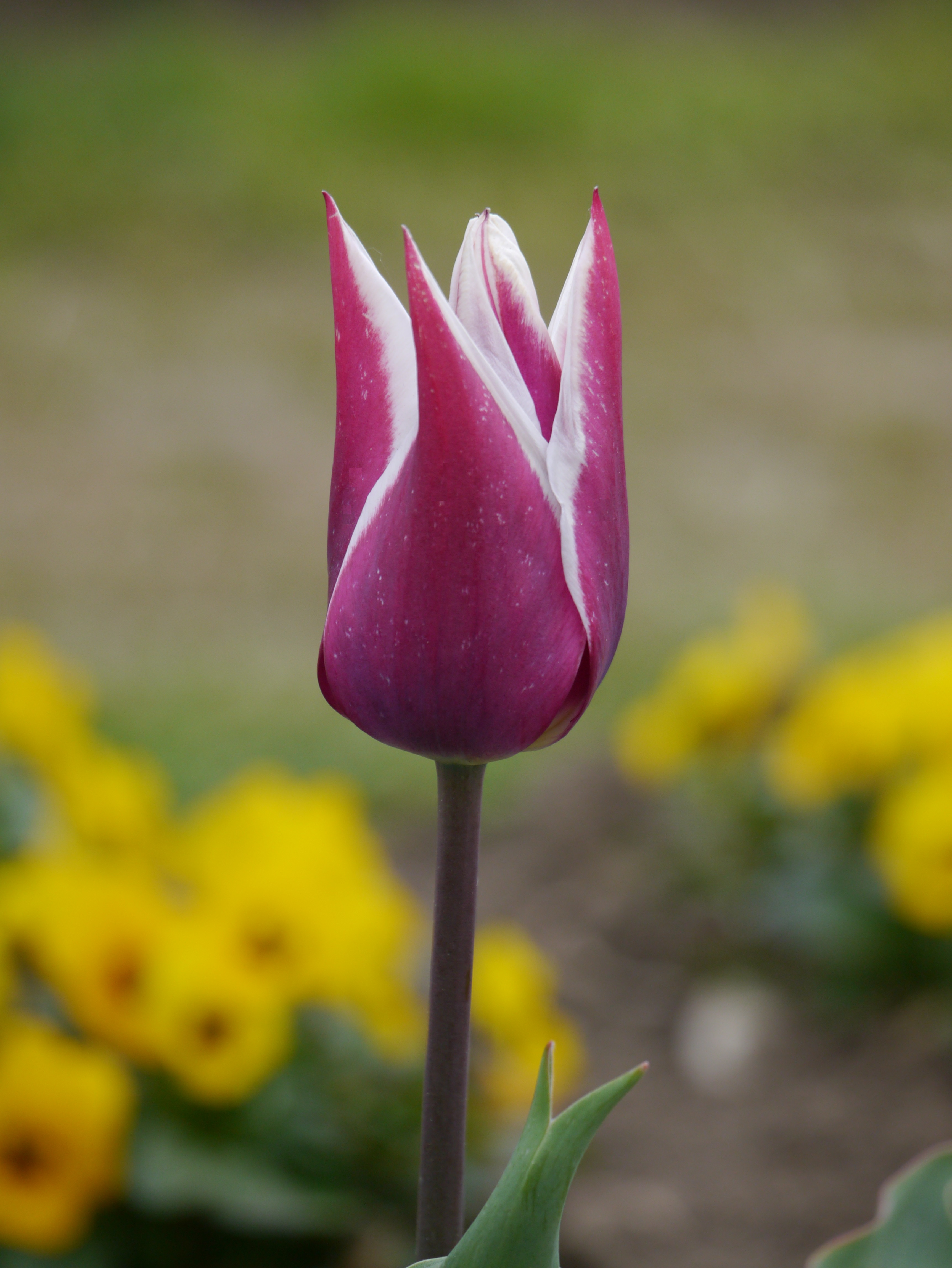 Lilienblütige Tulpen Claudia