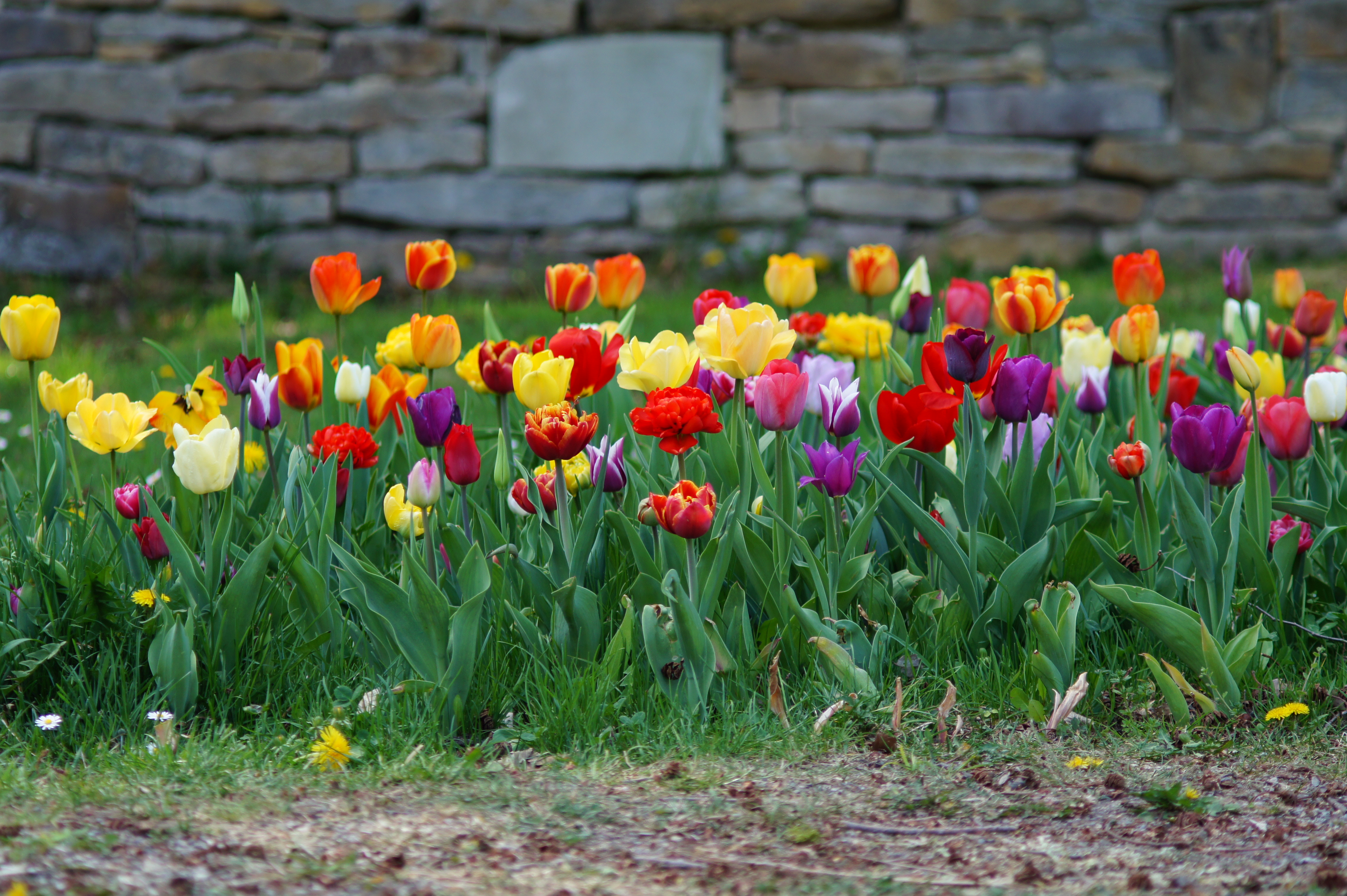Tulpen Mischung Eternity