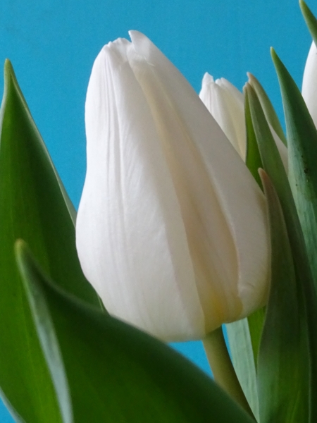 Einfache frühe Tulpen White Prince