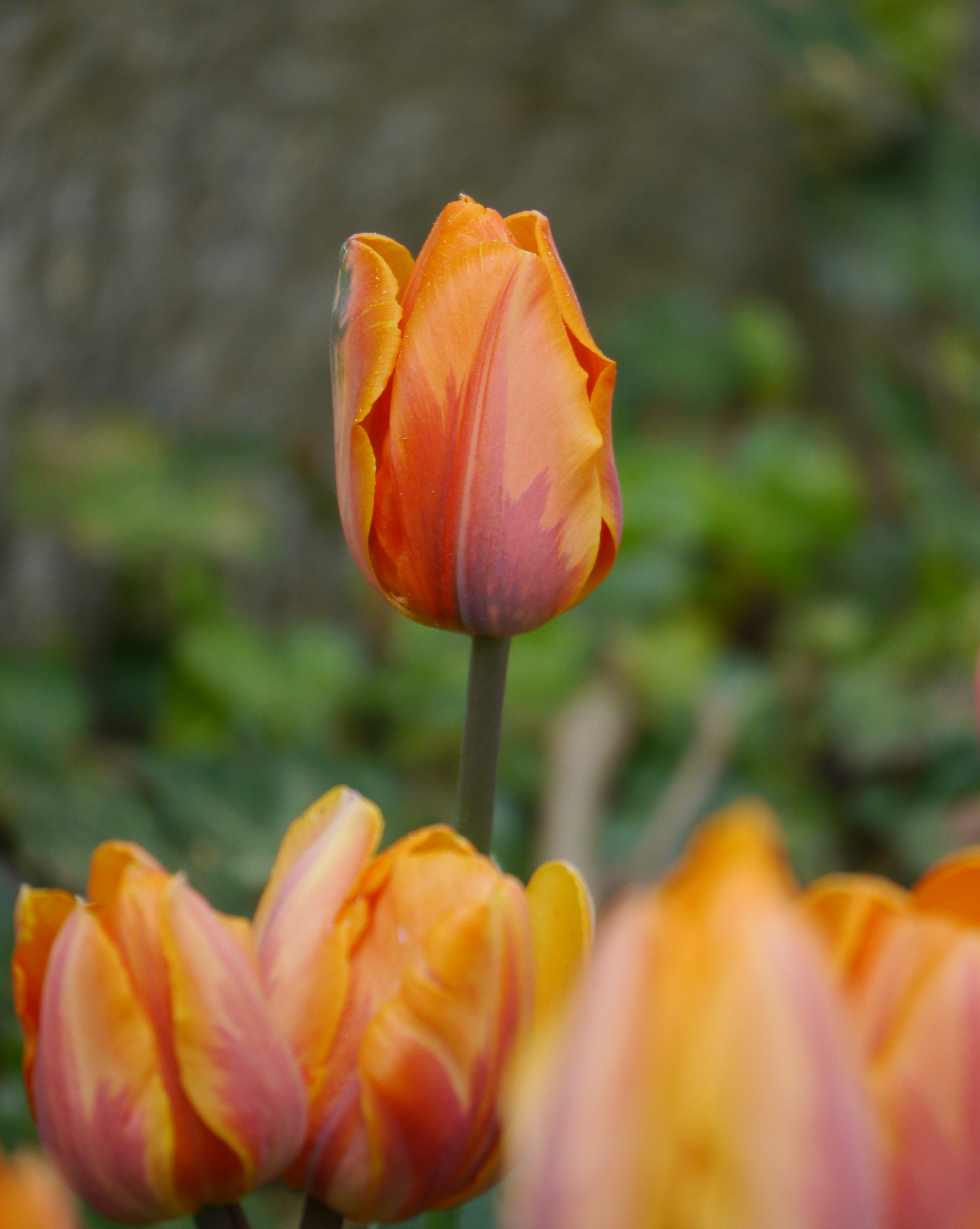 Nahaufnahme einer orange-rot geflammten Tulpe auf hohem Stiel in einem Beet, mit unscharfen weiteren Tulpen im Vorder- und Hintergrund