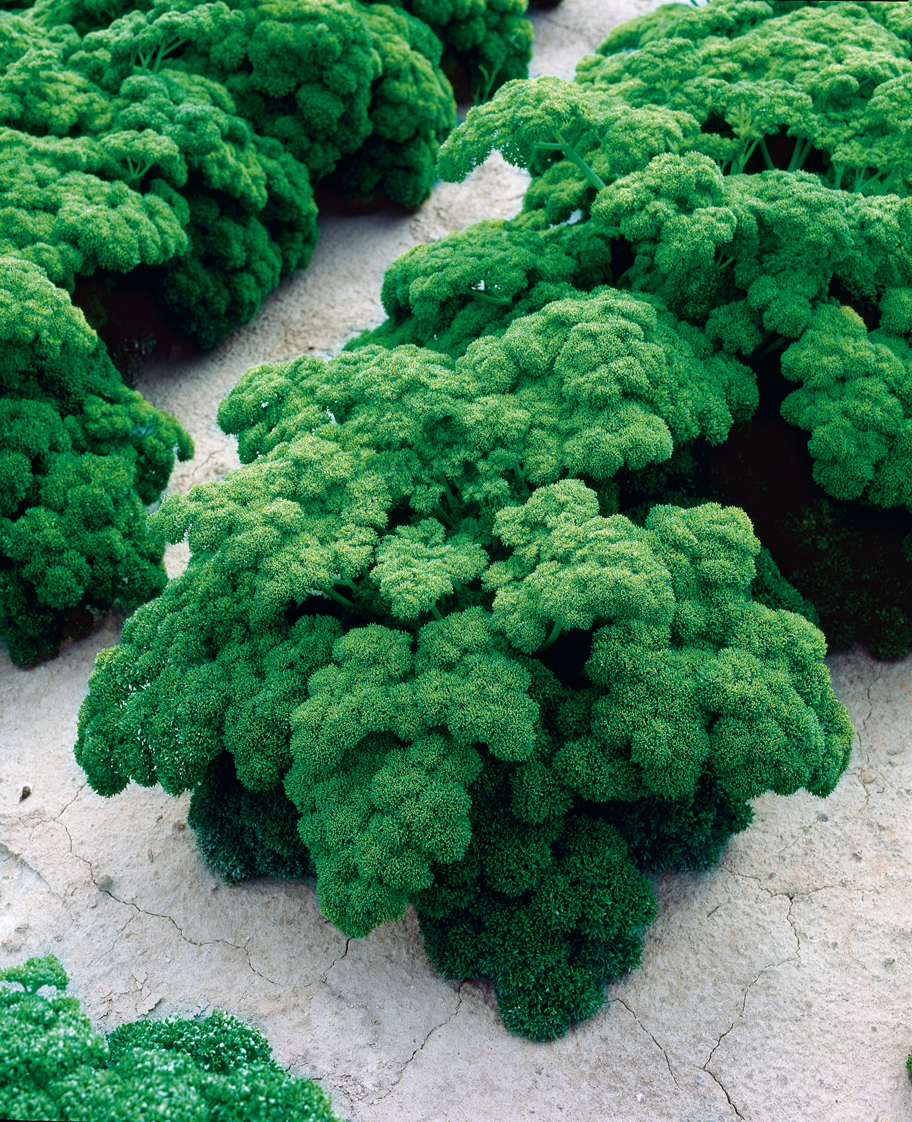 91820_Petersilie Grüne Perle Nahaufnahme einer frischen, krausen Petersilie mit dichten, gewellten Blättern auf sandiger, rissiger Erde