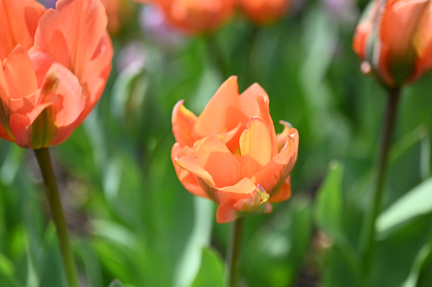 Nahaufnahme einer leuchtend orangefarbenen Tulpe mit geöffneten Blütenblättern vor unscharfem grünem Hintergrund