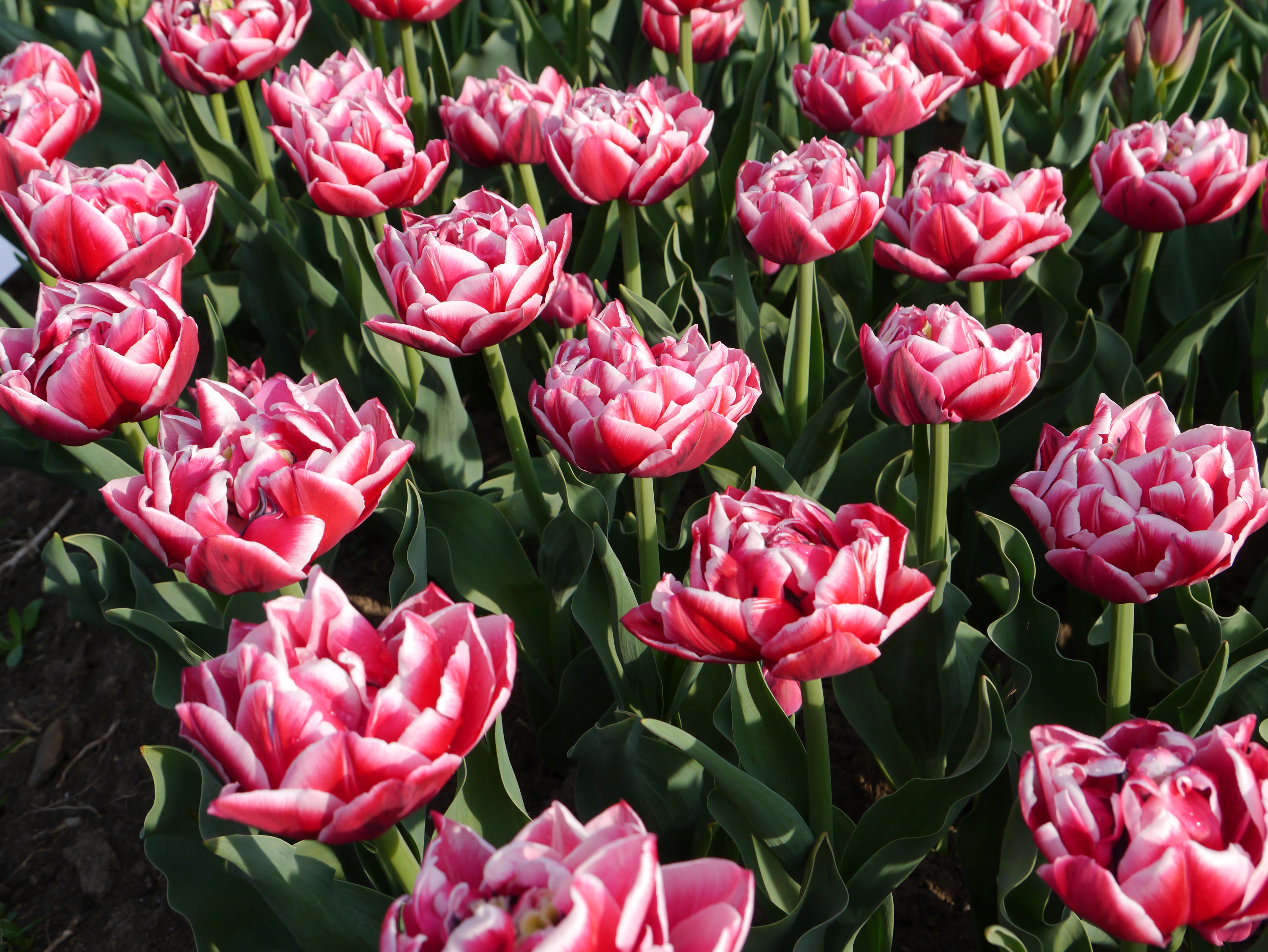 Nahaufnahme von rosa-weißen gefüllten Tulpen im Beet, viele Blüten und grüne Blätter bei Sonnenschein