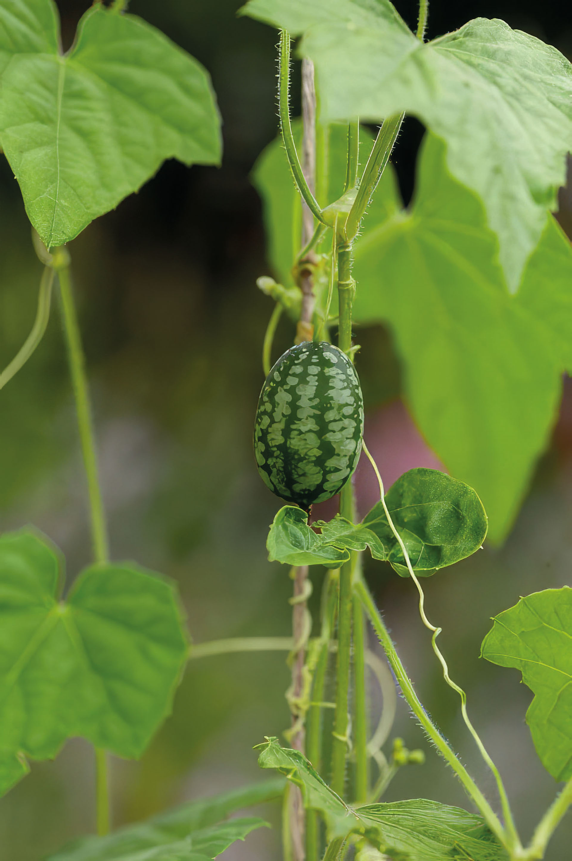Mexikanische Mini-Gurke Melothria