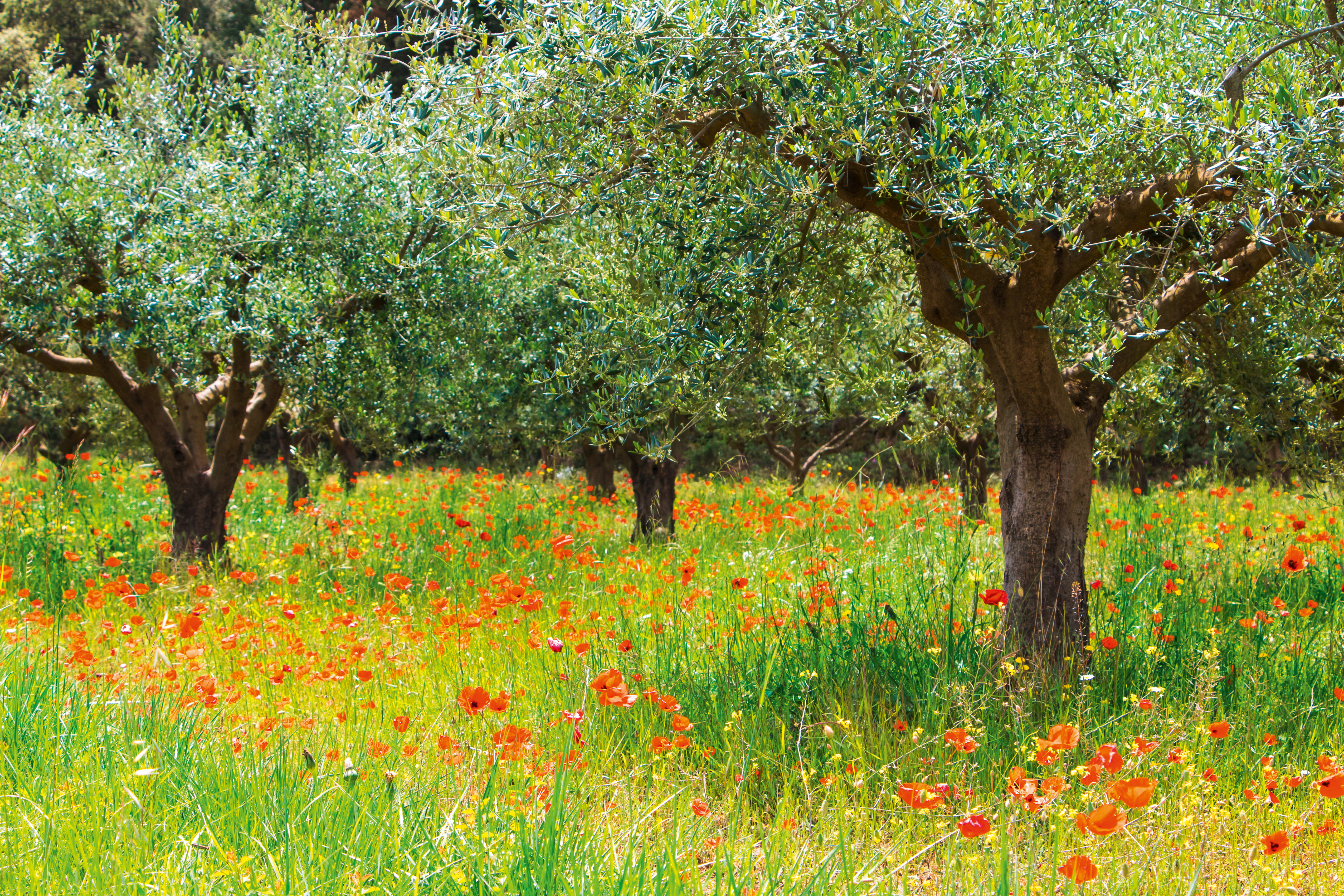 Olivenbäume in einem sonnigen Hain, darunter eine grüne Wiese mit zahlreichen roten Mohnblumen