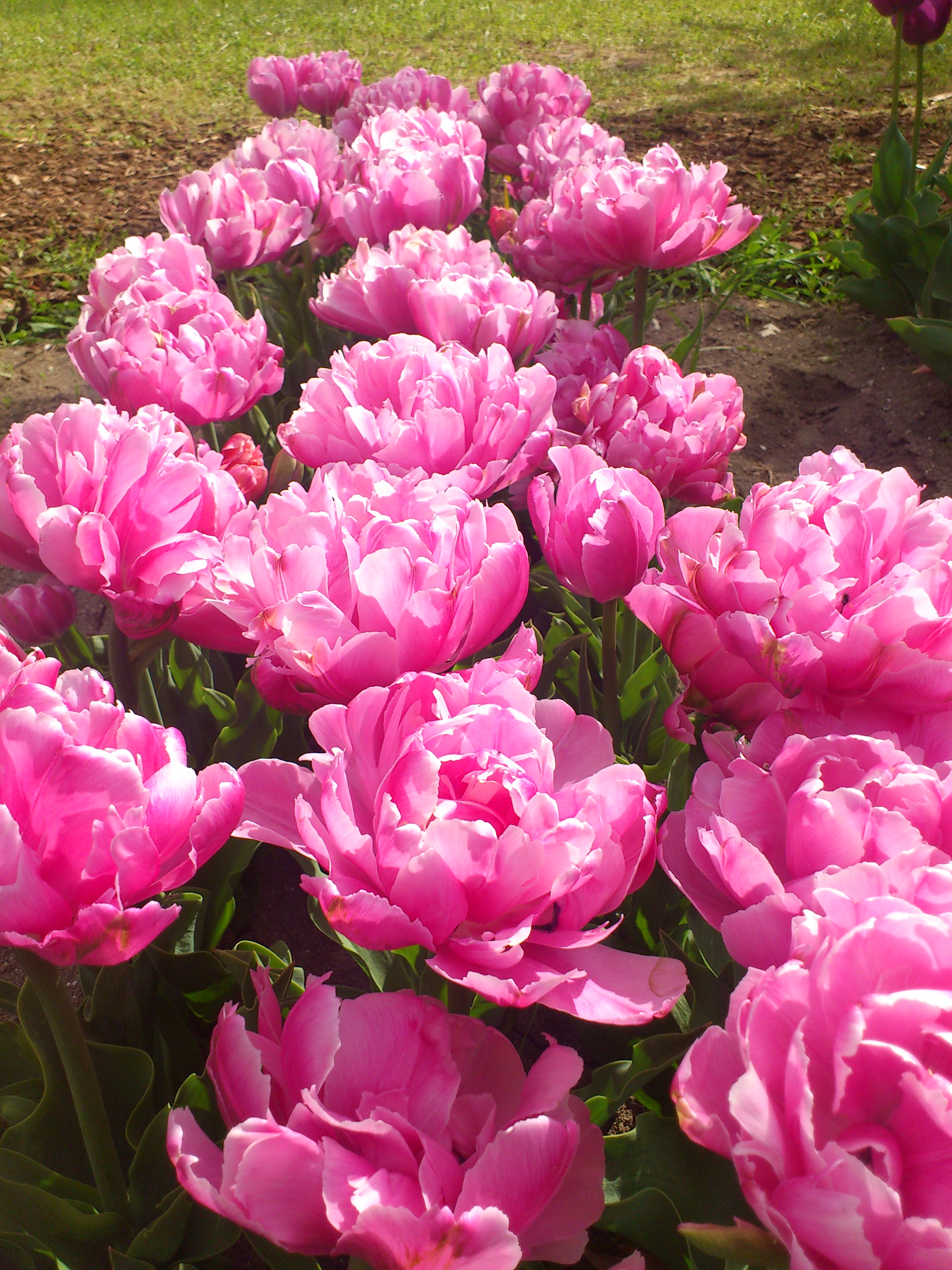 Nahaufnahme dicht stehender, rosa gefüllter Tulpen in einem Beet mit leuchtenden Blütenblättern und grünem Laub