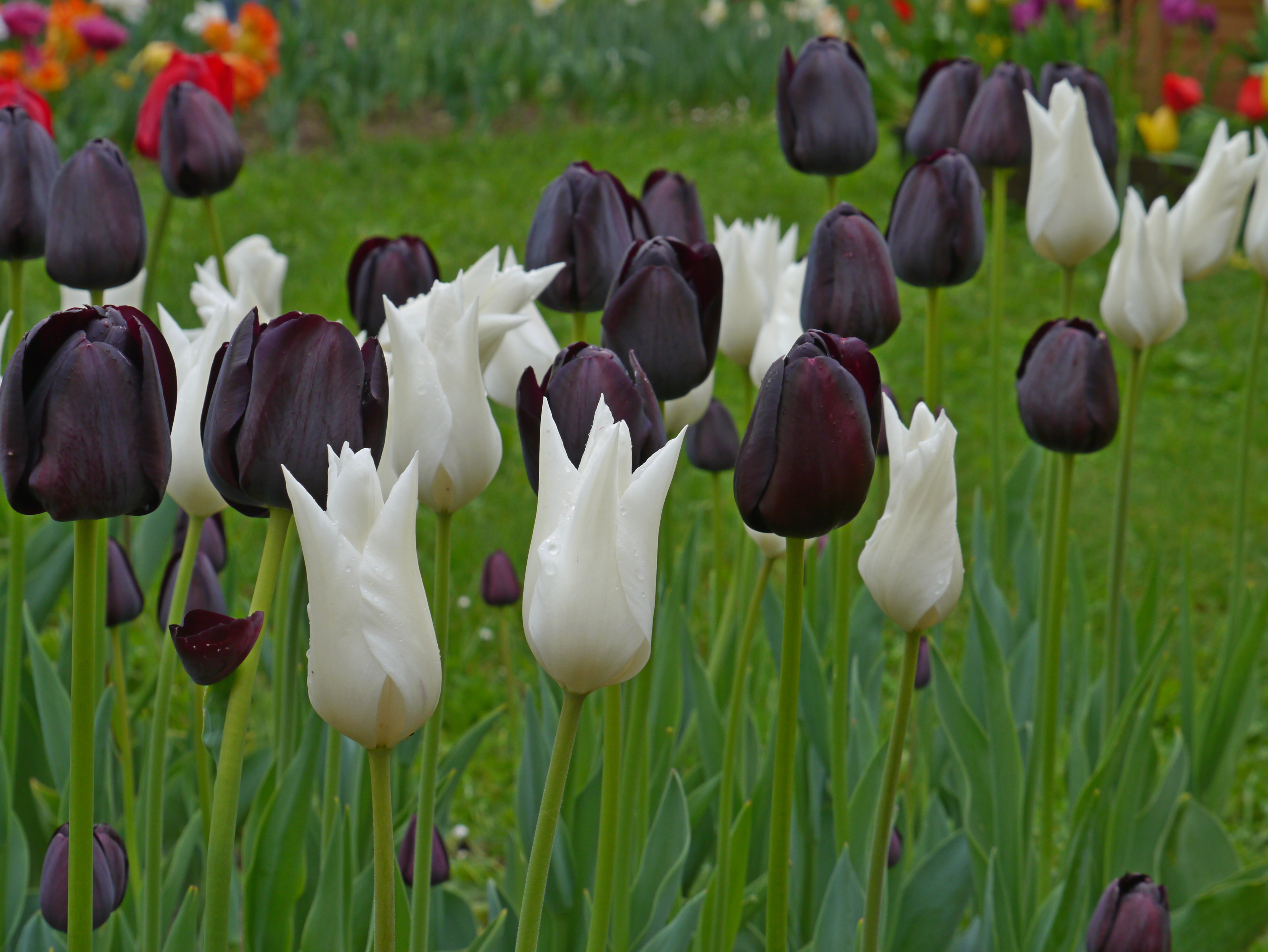 Tulpen Mischung Black and White im Beet mit elfenbeinweißen White Triumphator und dunkel schwarz-violetten Queen of Night Tulpen