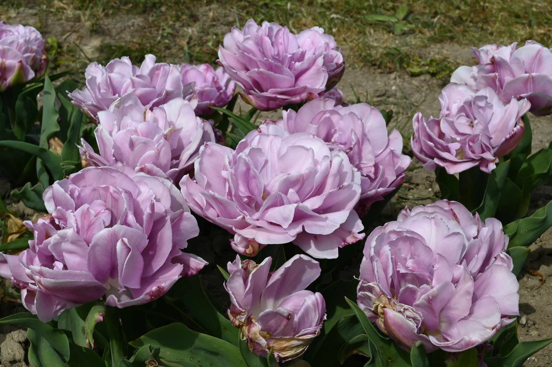 Gefüllte späte Tulpe Katinka im Beet mit dicht gefüllten, pfingstrosenartigen Blüten in zartem Lilac-Rosa bis Silberlila