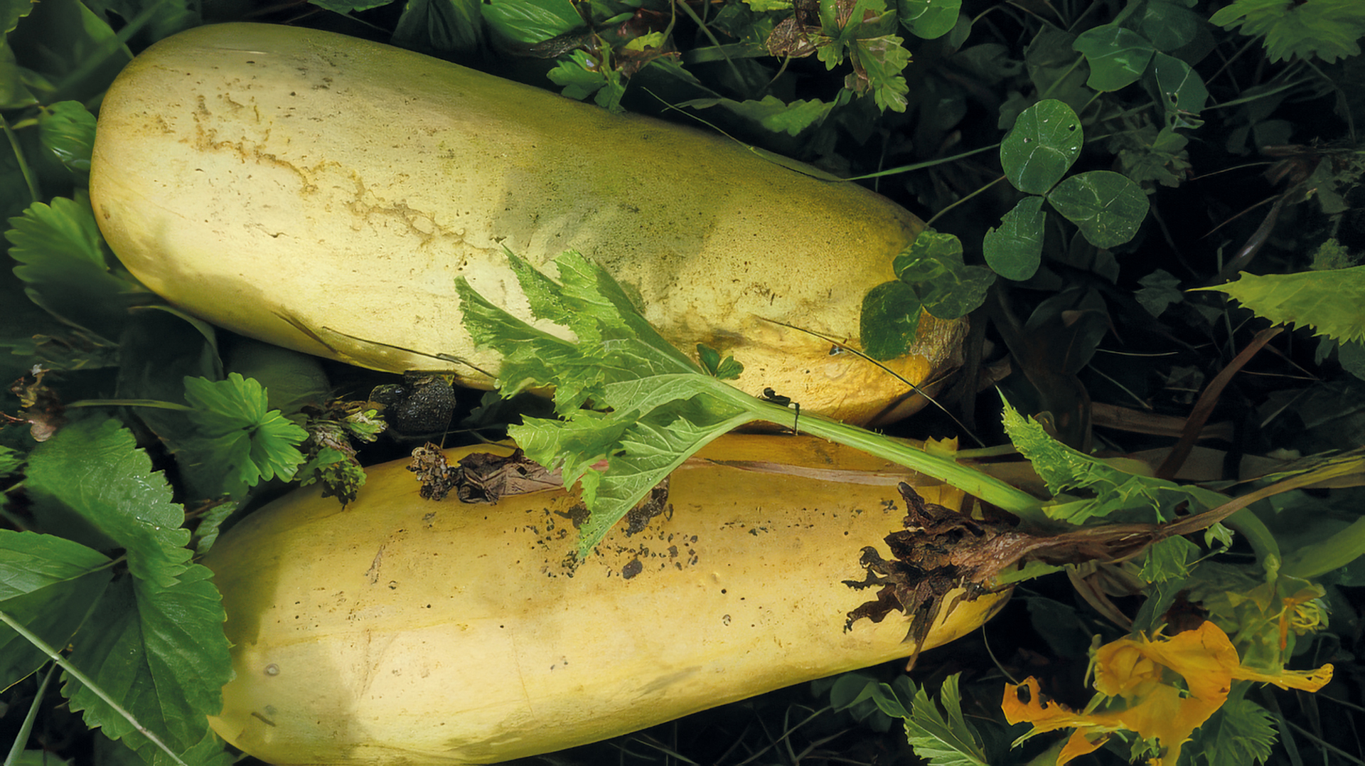 Weiße Zucchini Erken