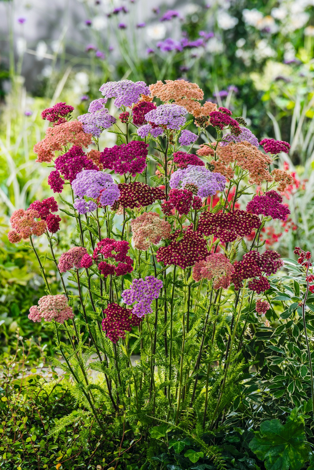 Mehrere mehrfarbige Schafgarben (Achillea) mit roten, rosa, apricot- und violetten Doldenblüten auf hohen Stielen, grünes gefiedertes Laub im sonnigen Staudenbeet
