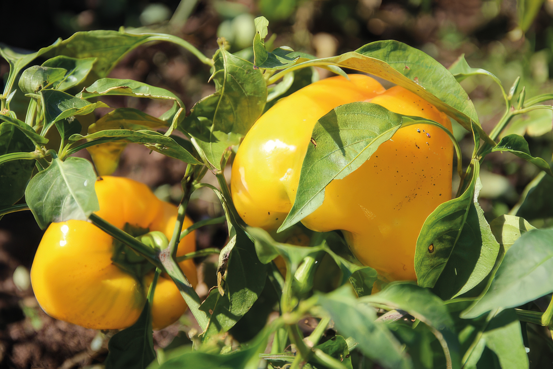 Paprika Yellow California Wonder