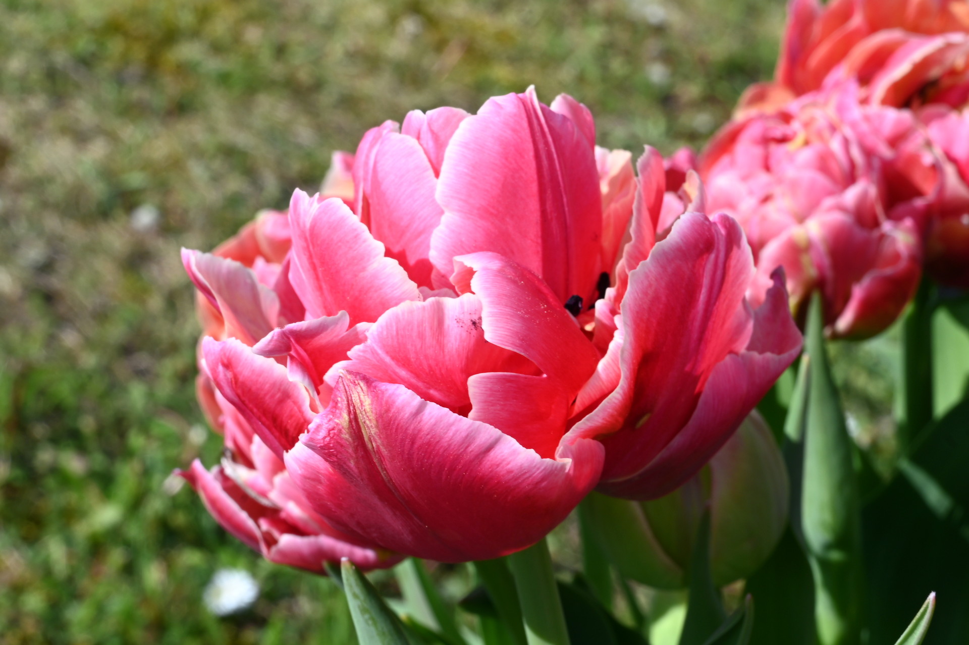 Nahaufnahme der gefüllten frühen Tulpe Verona Sunrise mit üppigen rosa Blüten und grünem Laub im Garten