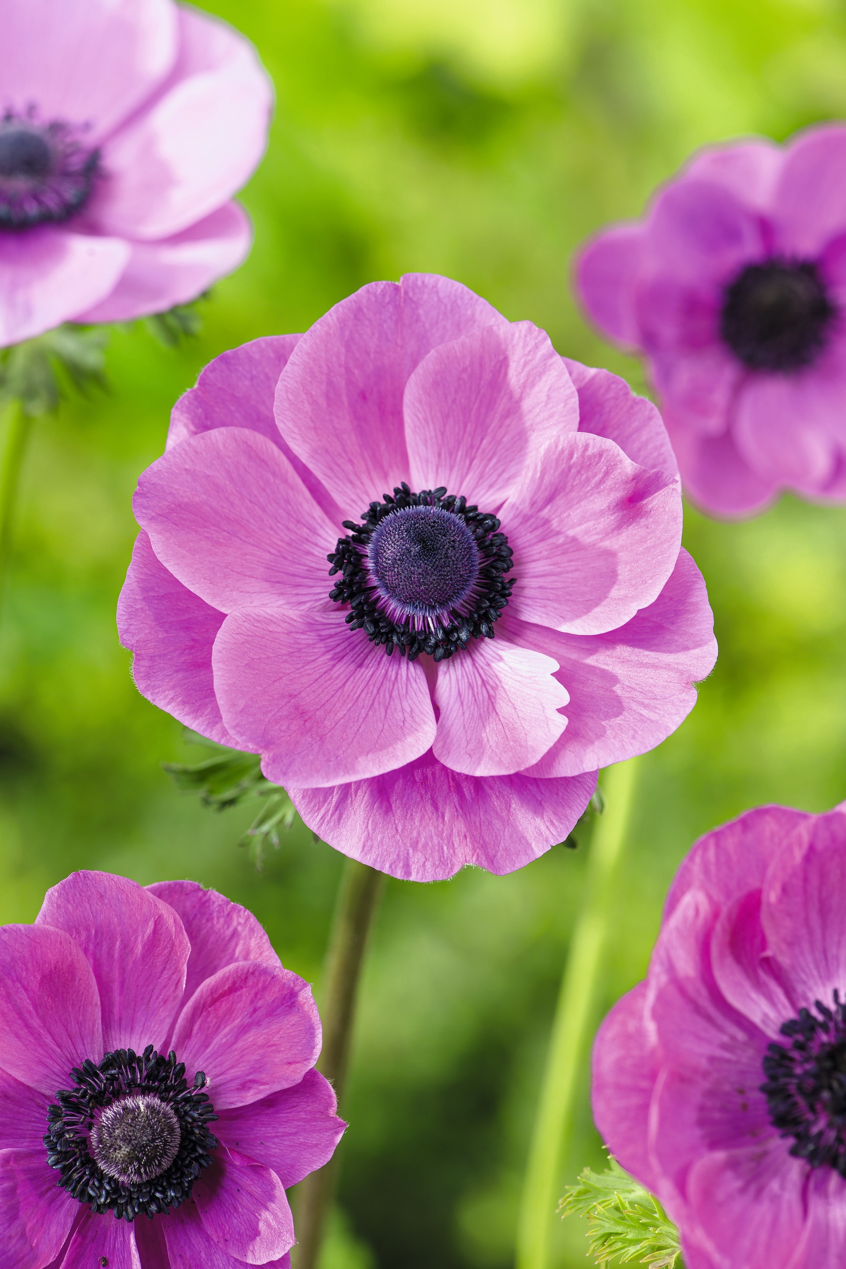 Nahaufnahme einer lila Anemone (Anemone coronaria) mit schwarzem Blütenzentrum vor grünem, unscharfem Hintergrund