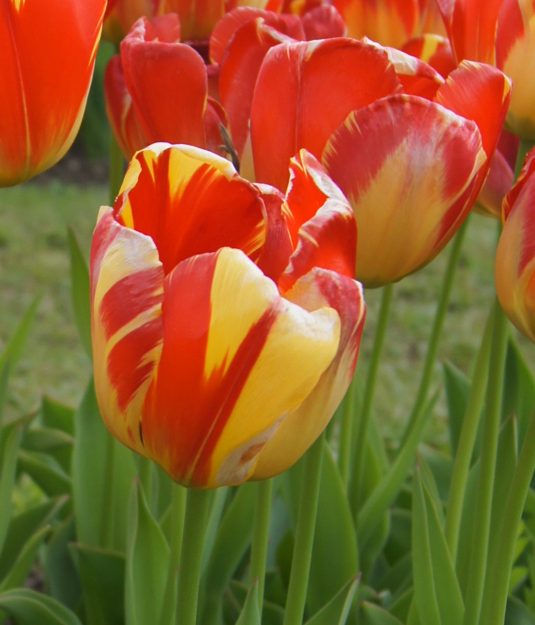 52294_D.-H.-Tulpen Banja Luka_2 Nahaufnahme roter und gelber Tulpen mit gestreiften Blütenblättern im Garten