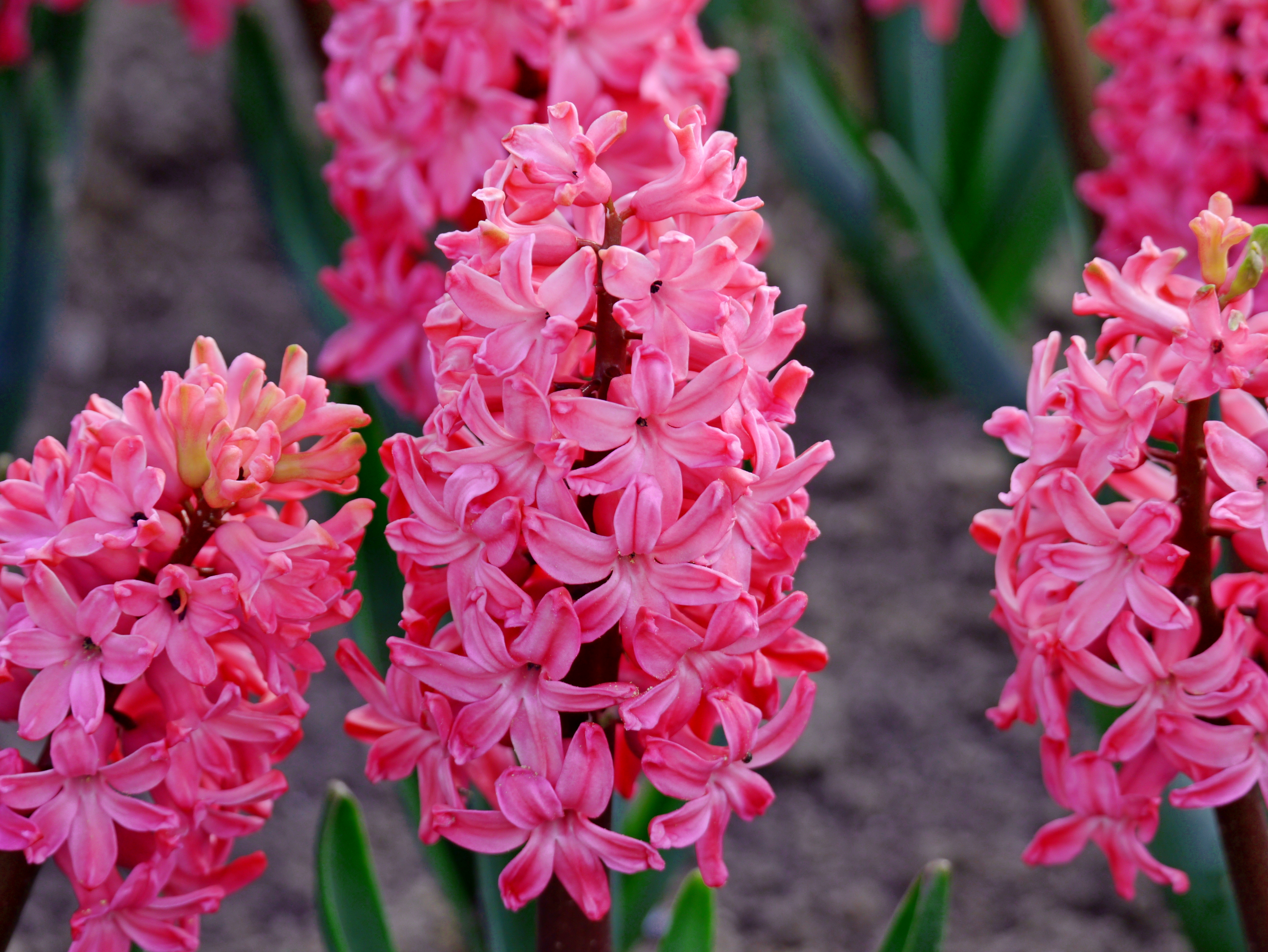 Nahaufnahme rosa Hyazinthen in einem Blumenbeet, dichte Blütenstände mit sternförmigen Blüten und grünen Blättern